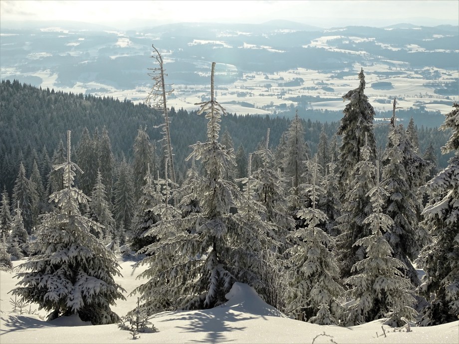 7-Dreisessel-Bayerischer-Wald-Nadia-Baumgart