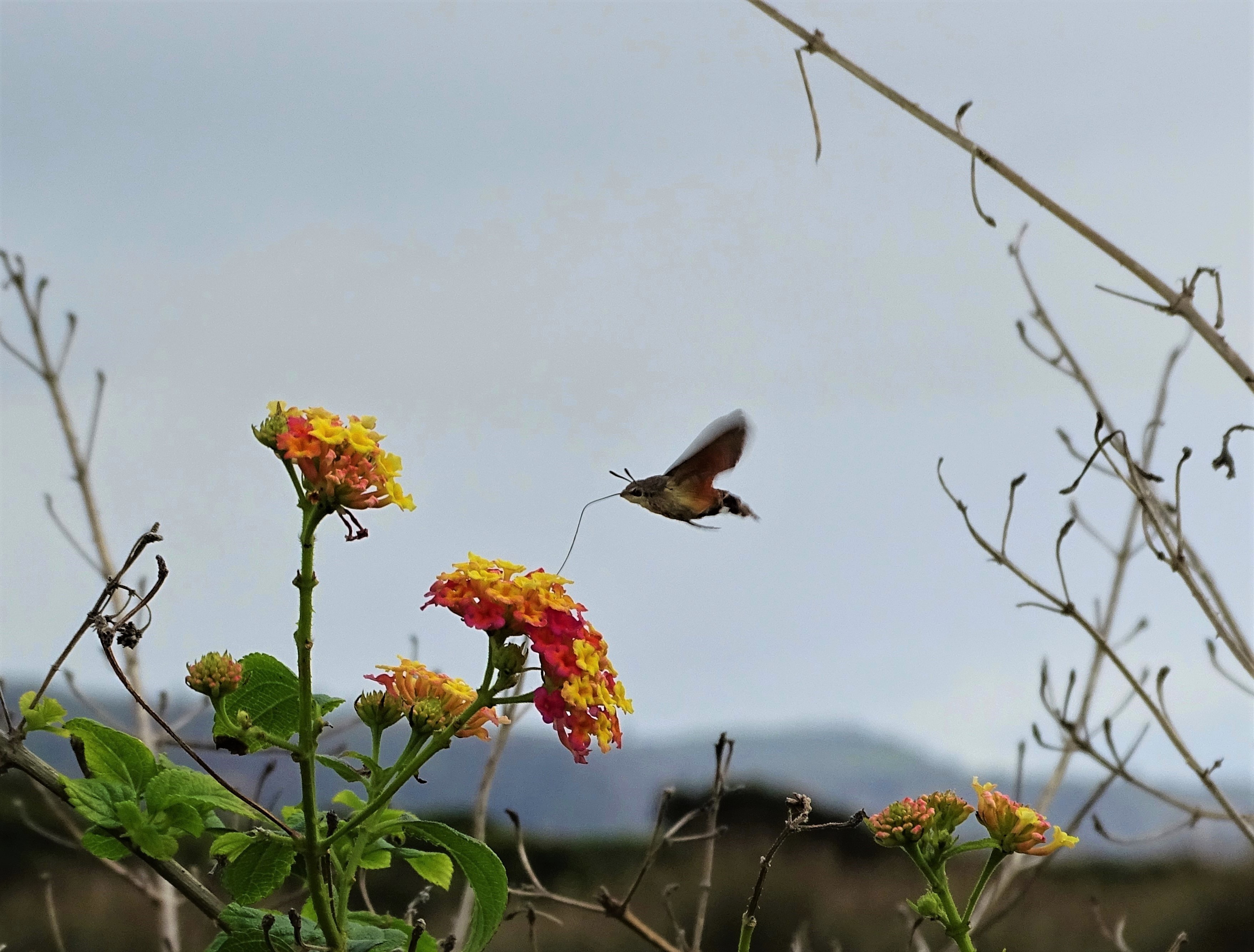 1-Taubenschwaenzchen-Azoren-Foto-Nadia-Baumgart