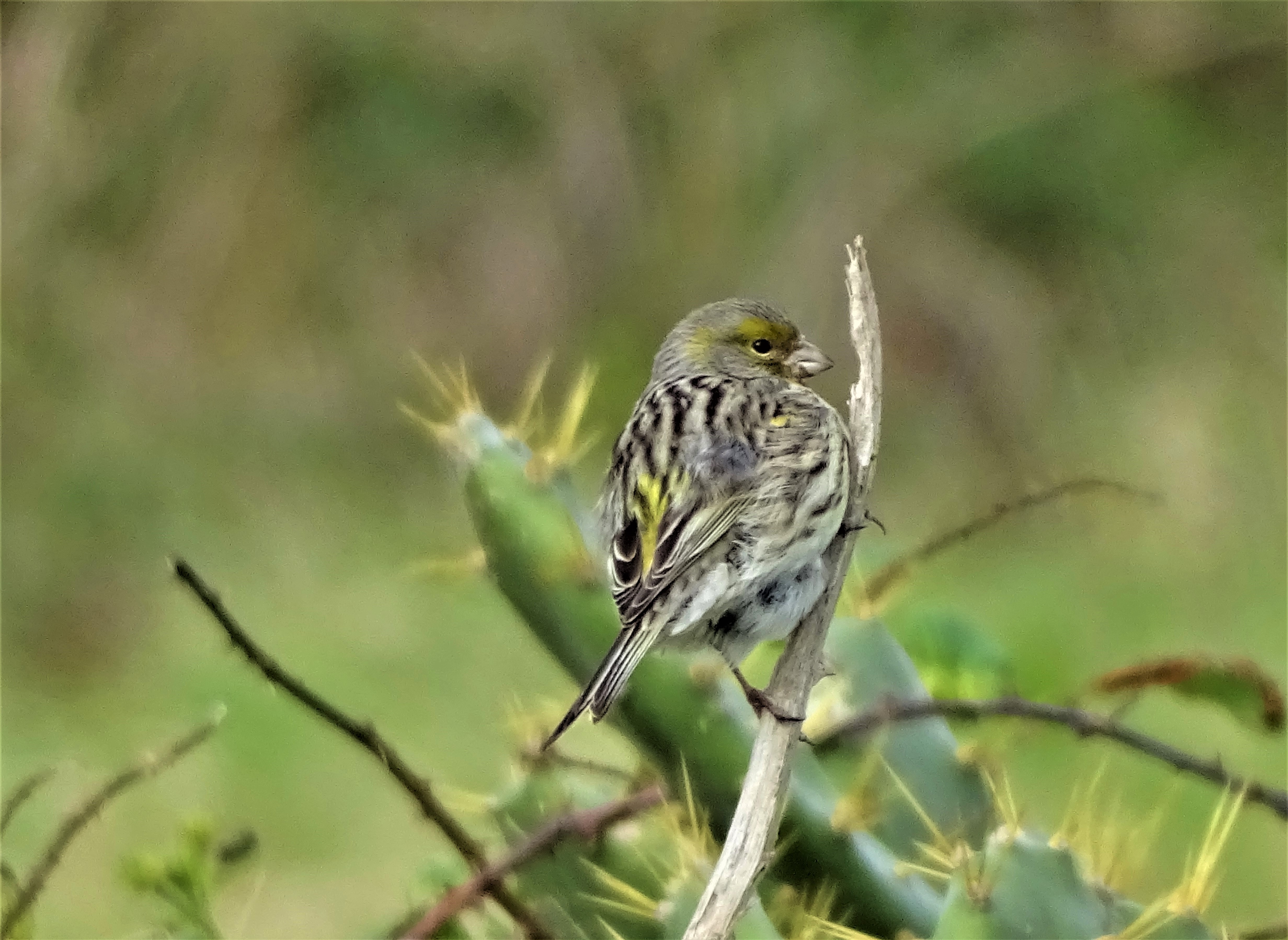 2-Kanarengirlitz-Azoren