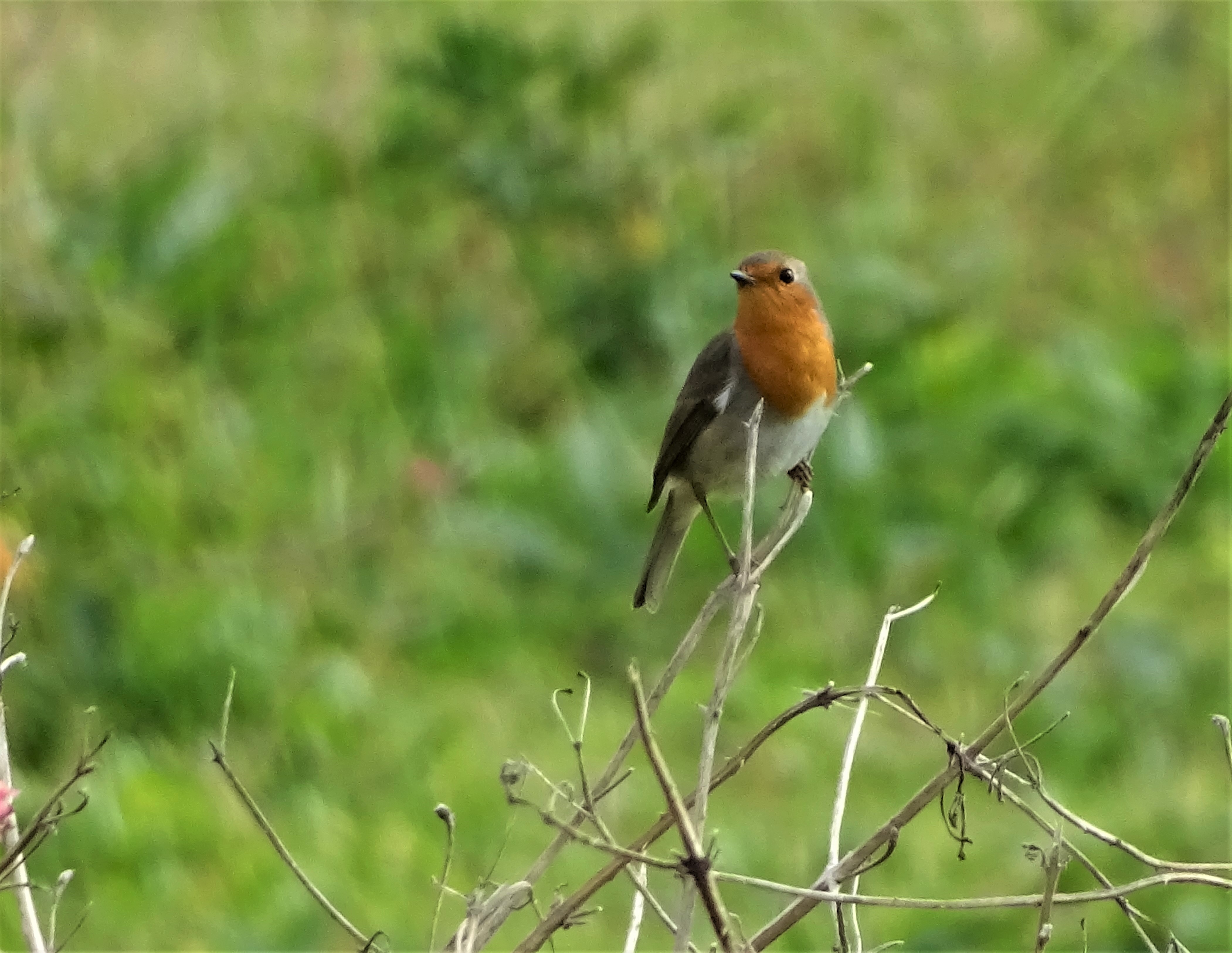 3-A-Rotkehlchen-Azoren