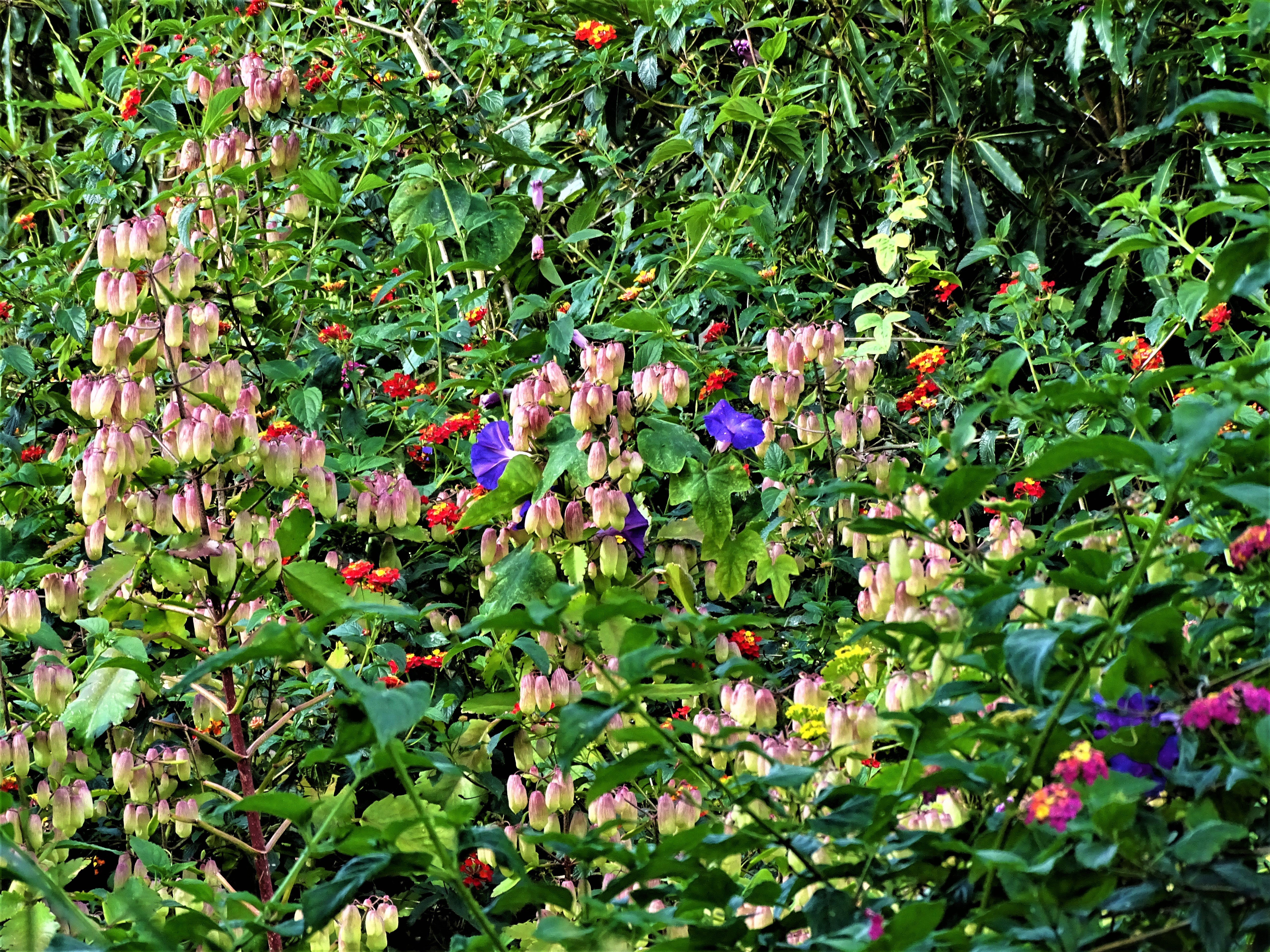 3-Flora-Azoren-Sao-Miguel