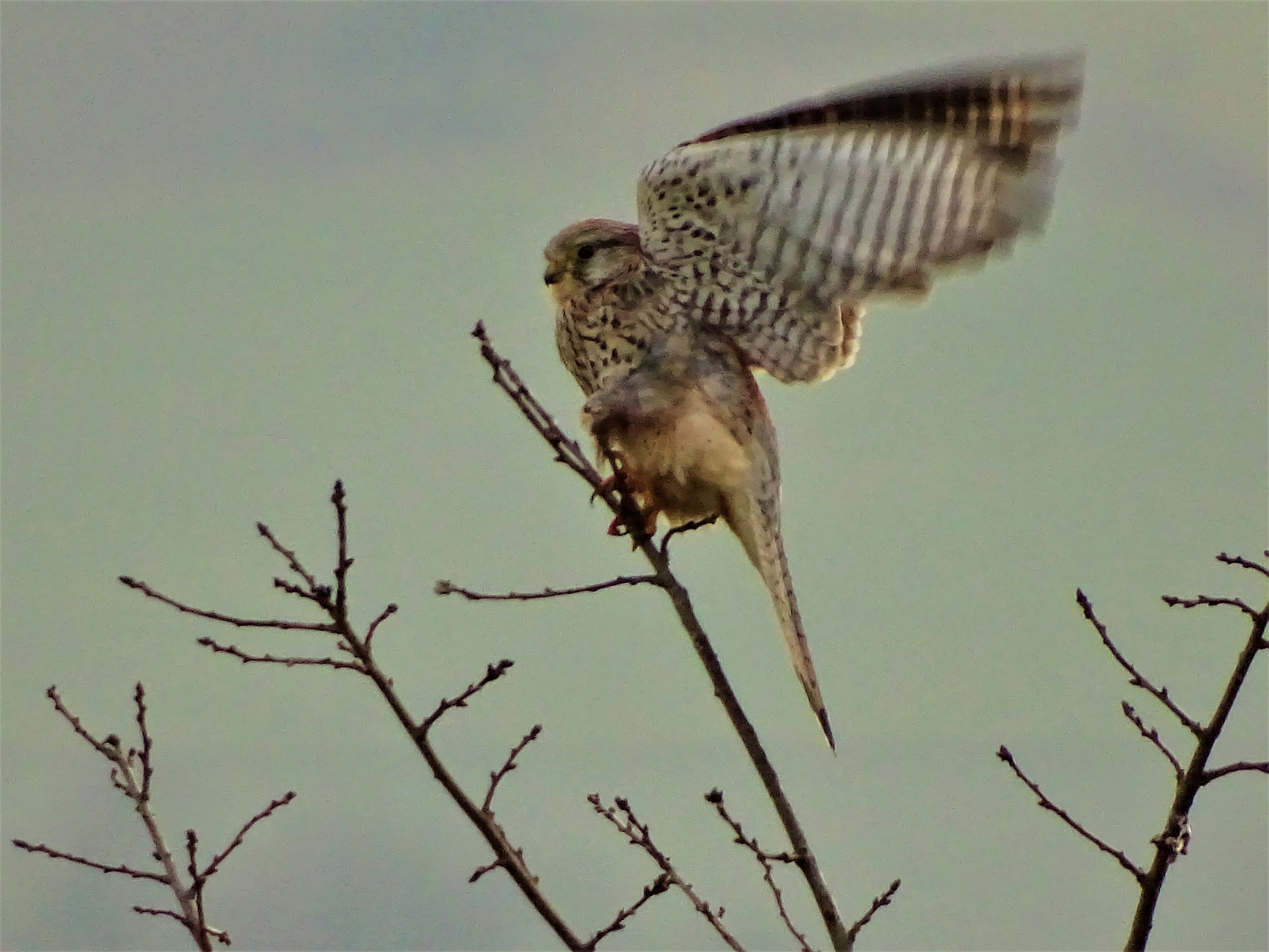 Falke-Foto-Nadia-Baumgart