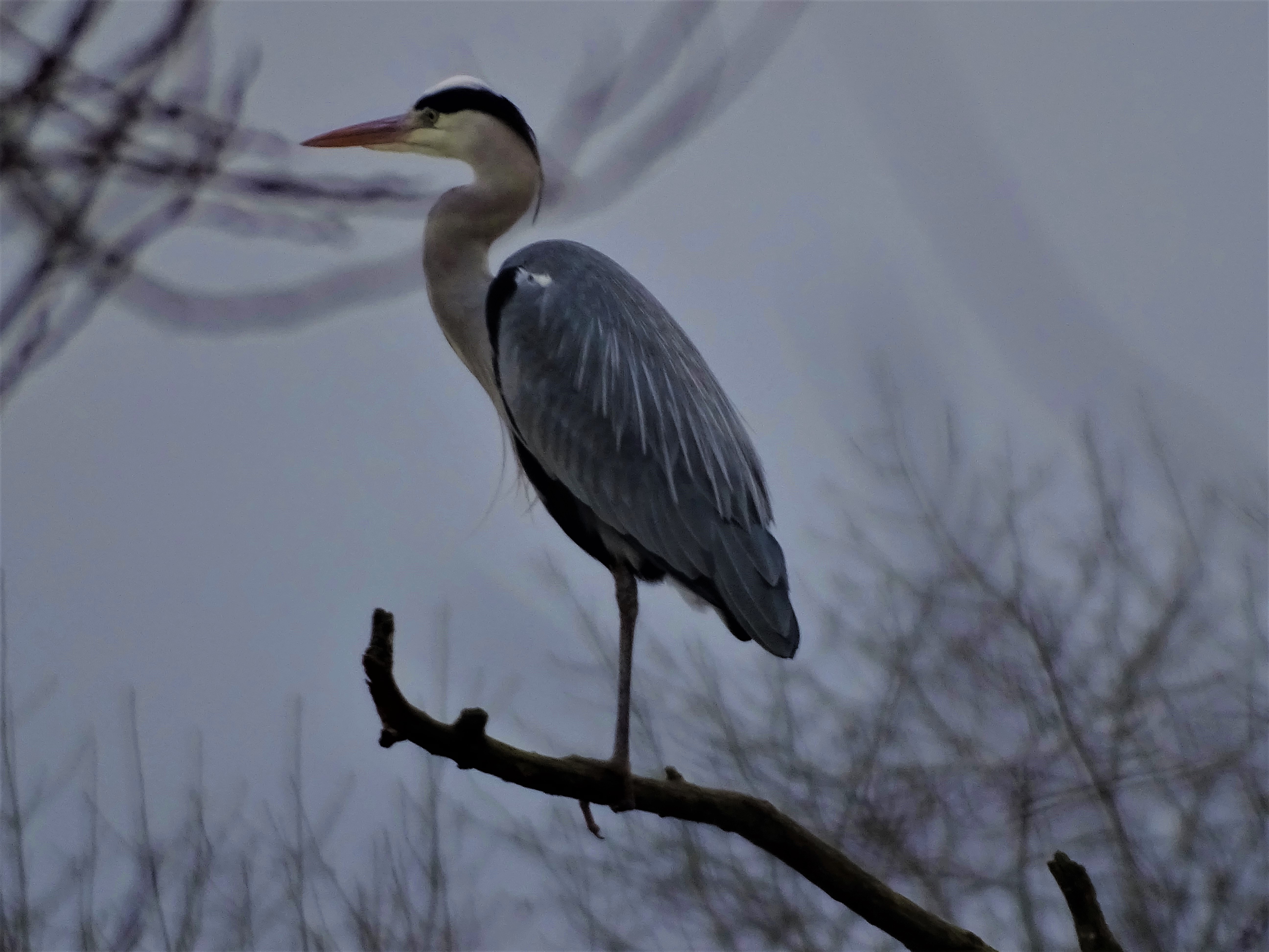 Graureiher-An-der-Rott-Foto-Nadia-baumgart