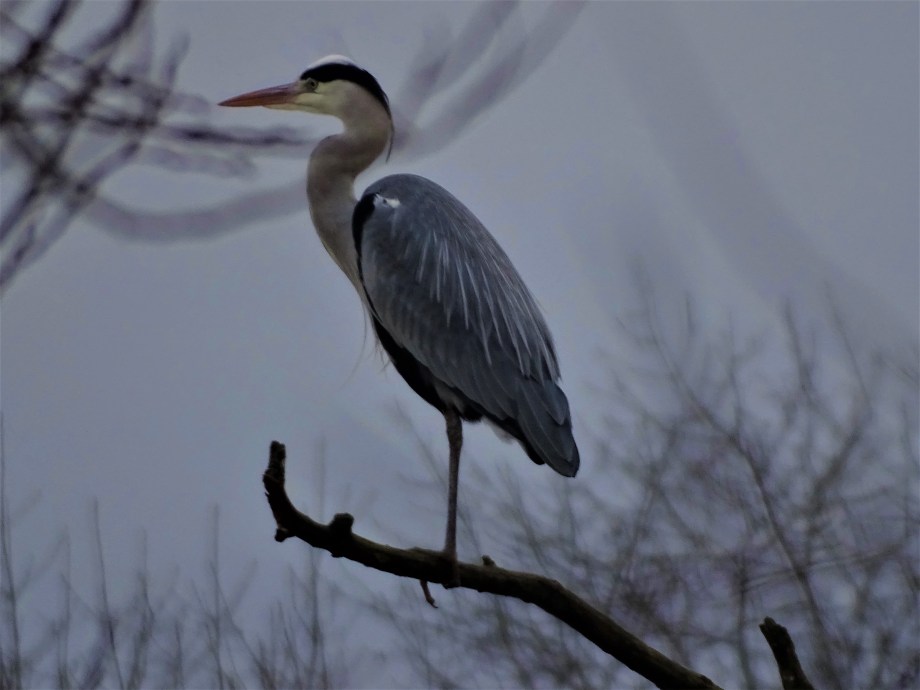 Graureiher-An-der-Rott-Foto-Nadia-baumgart
