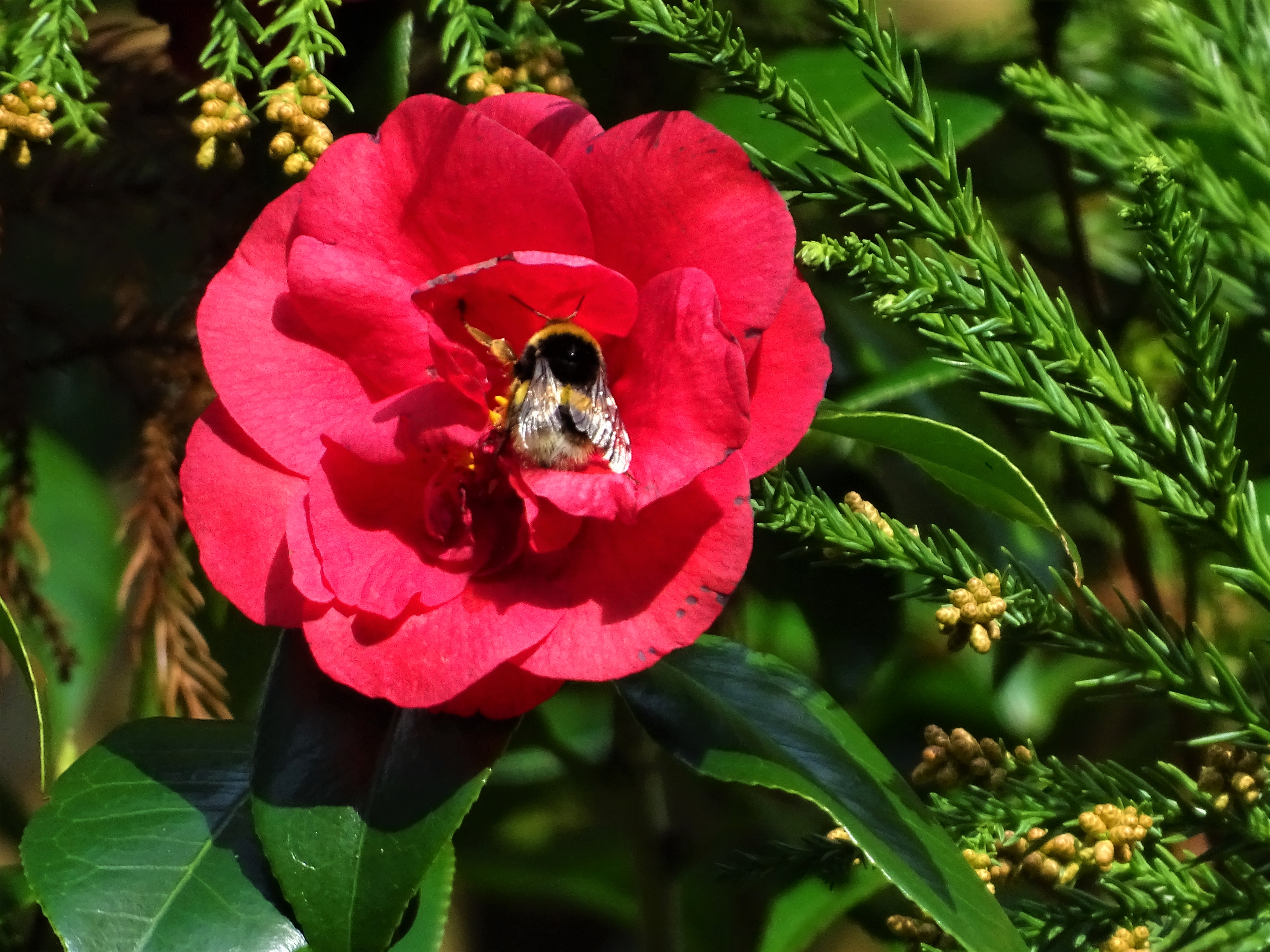 1-Camelie-Azoren-Foto-Nadia-Baumgart