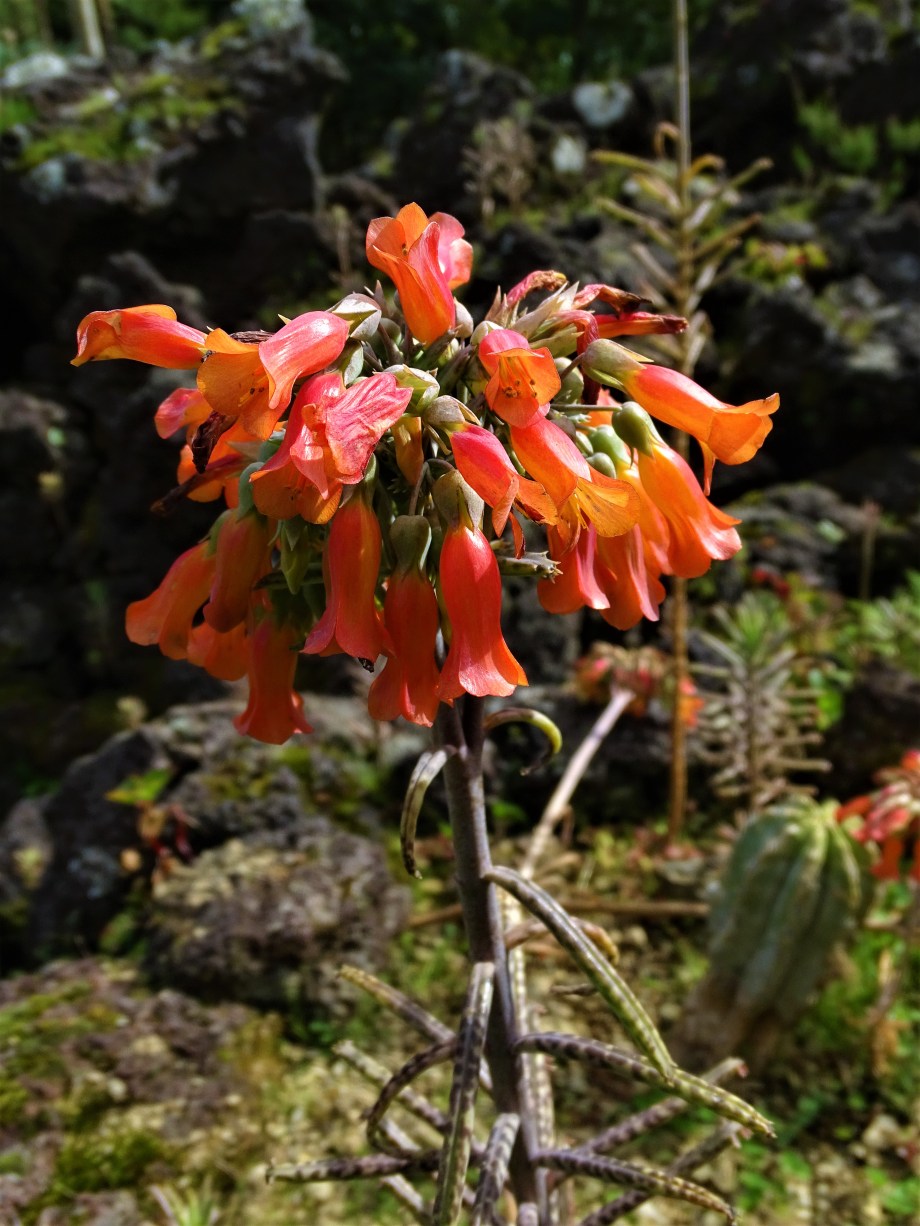 1-Pflanzen-Azoren-Foto-Nadia-Baumgart