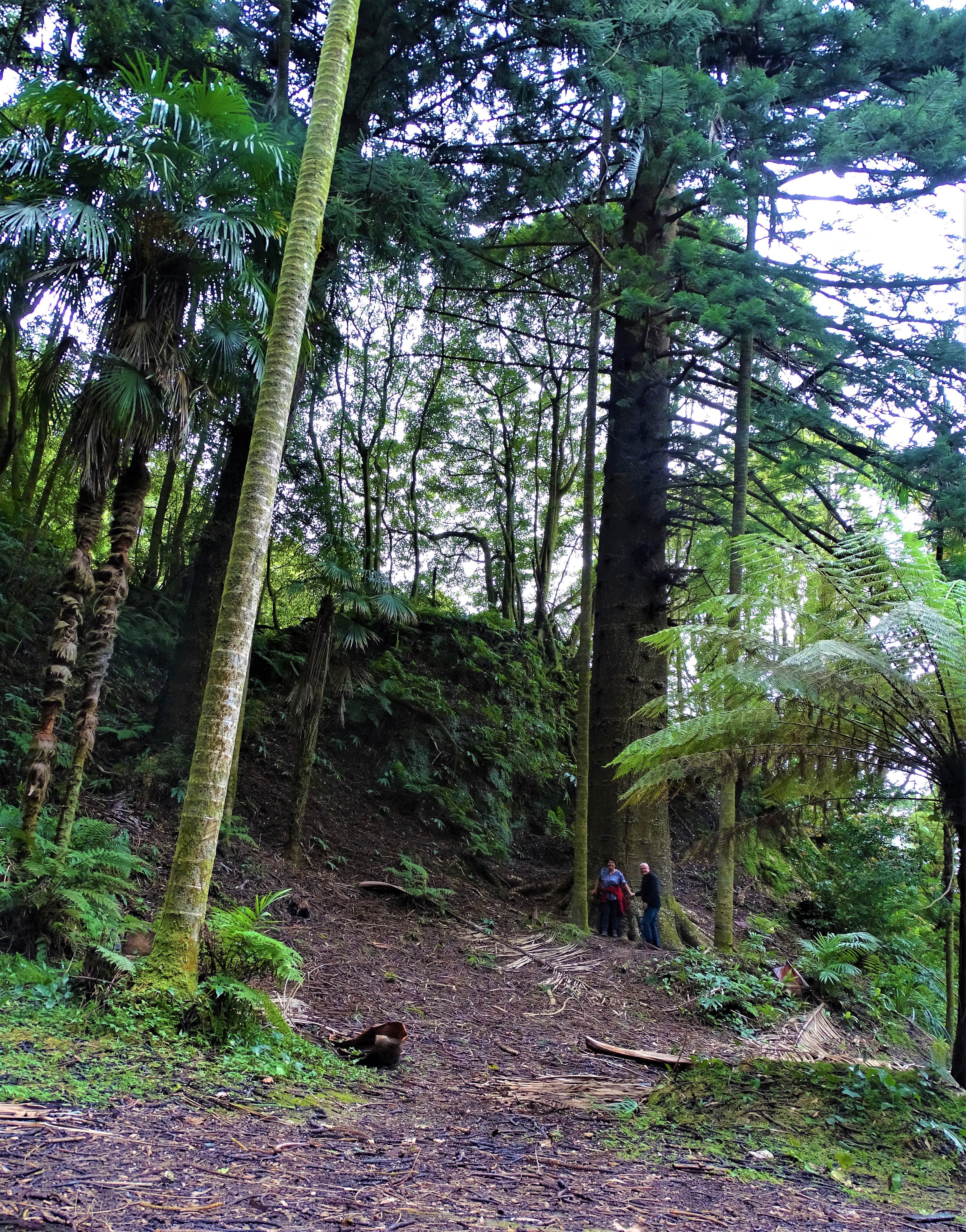 1aa-Furnas-Araukarie-Foto-Nadia-Baumgart