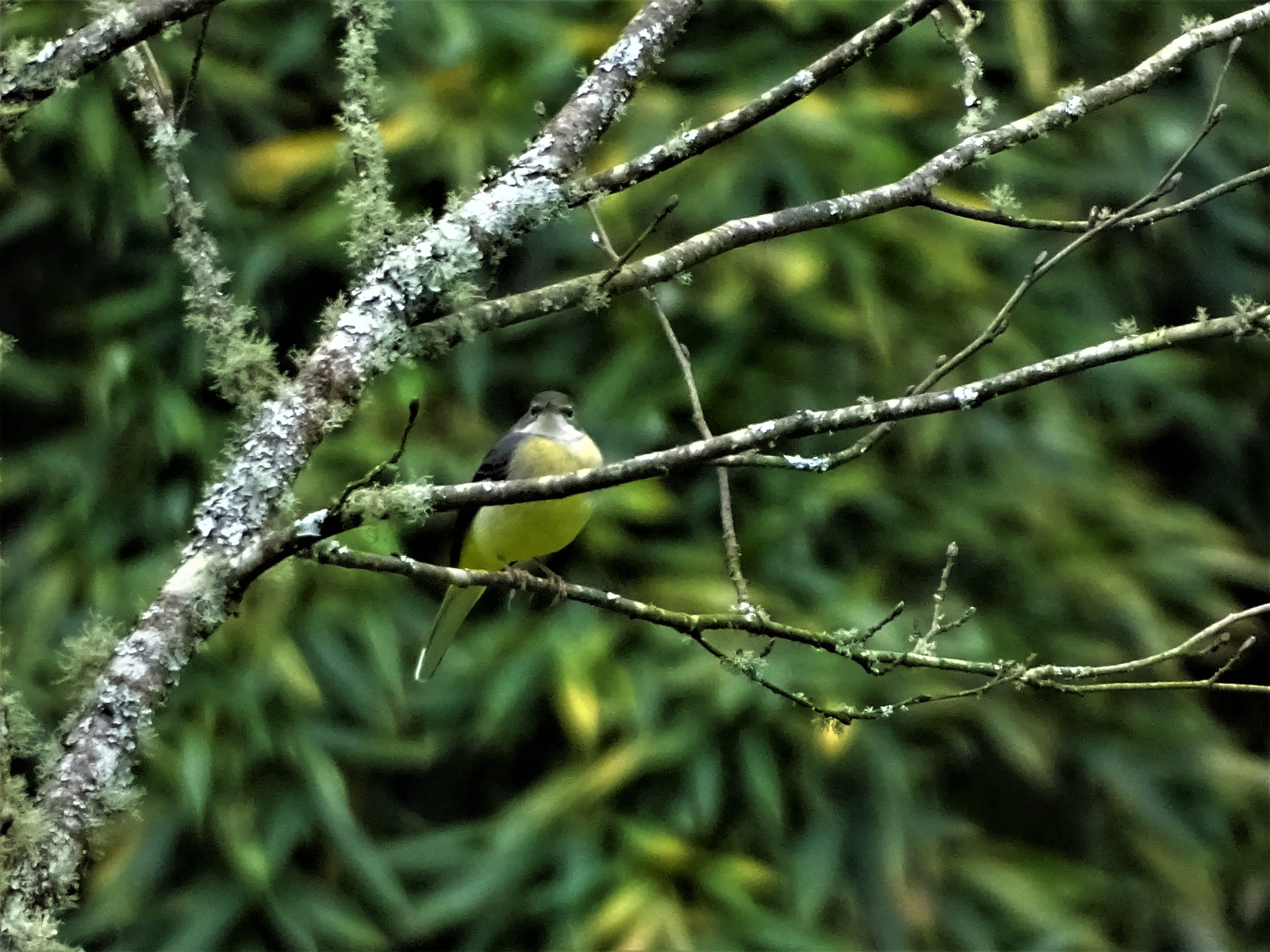 2-Azoren-Gebirgsstelze-Foto-Nadia-Baumgart