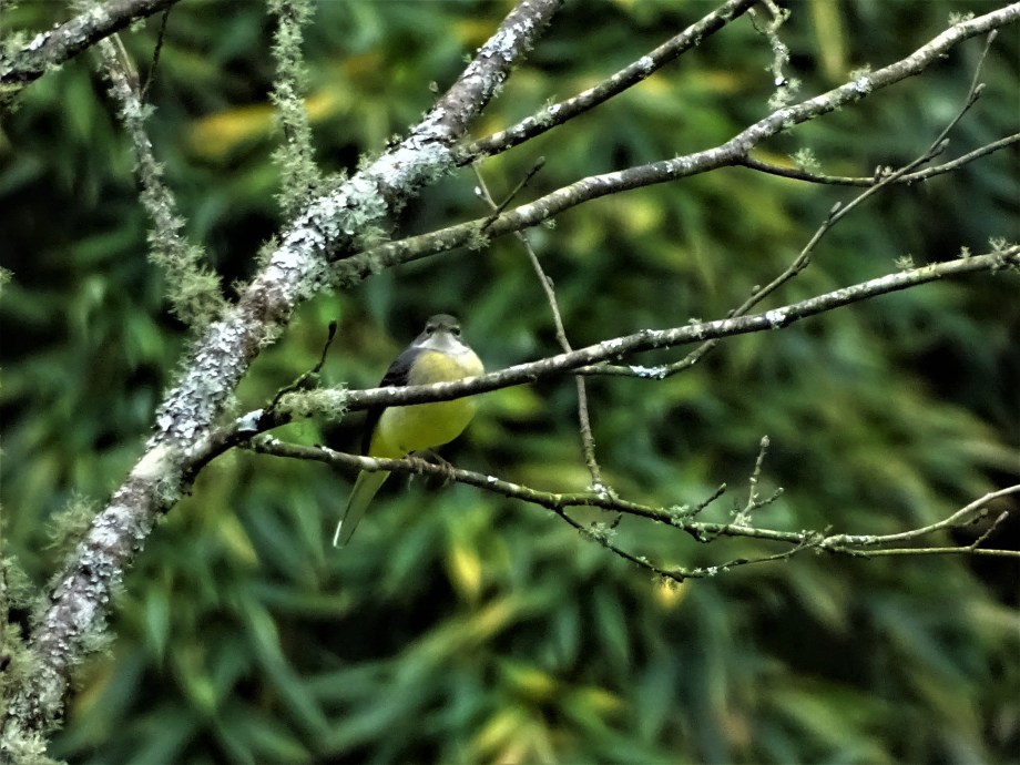 2-Azoren-Gebirgsstelze-Foto-Nadia-Baumgart