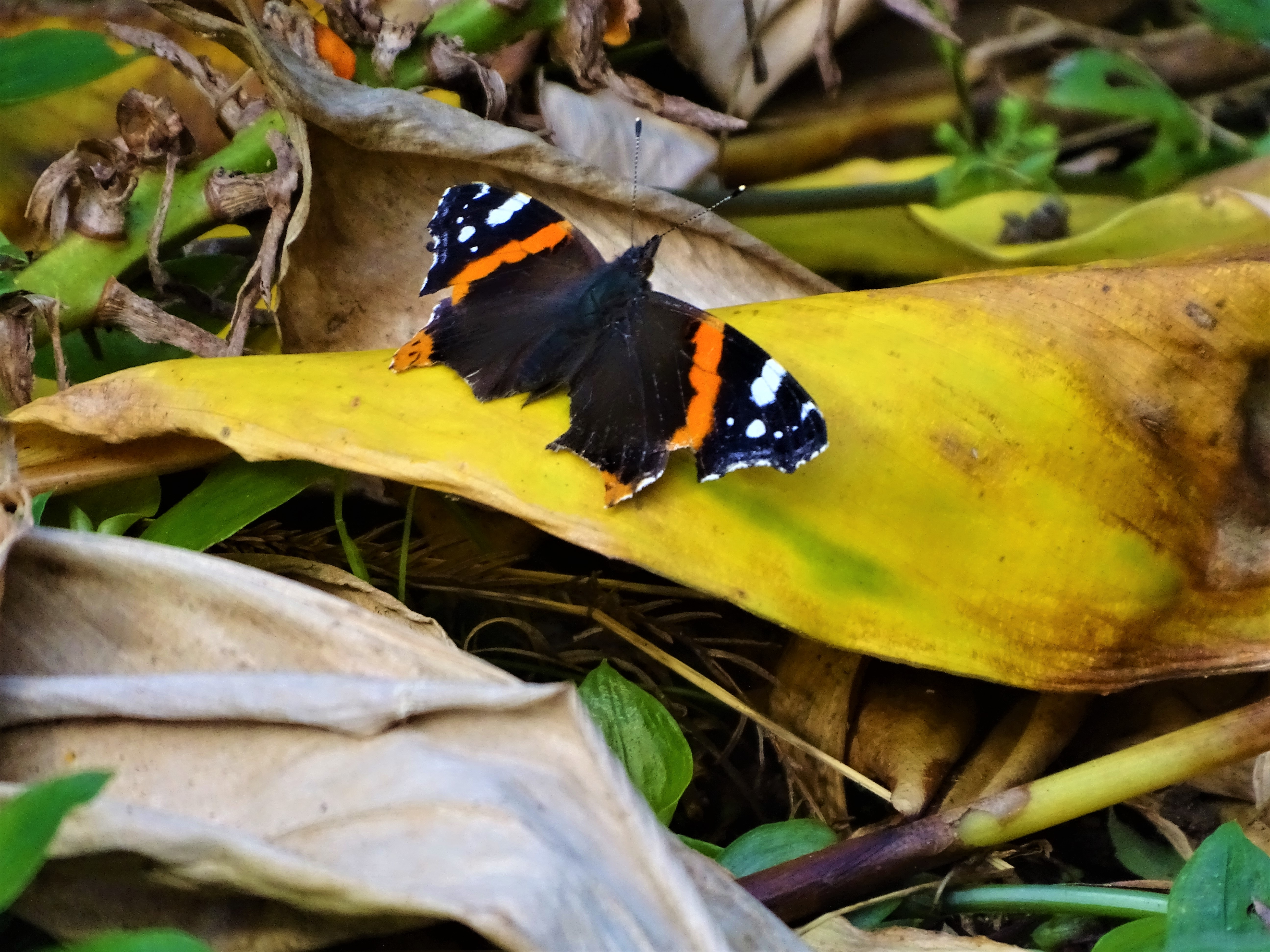 2-Schmetterling-Foto-Nadia-Baumgart
