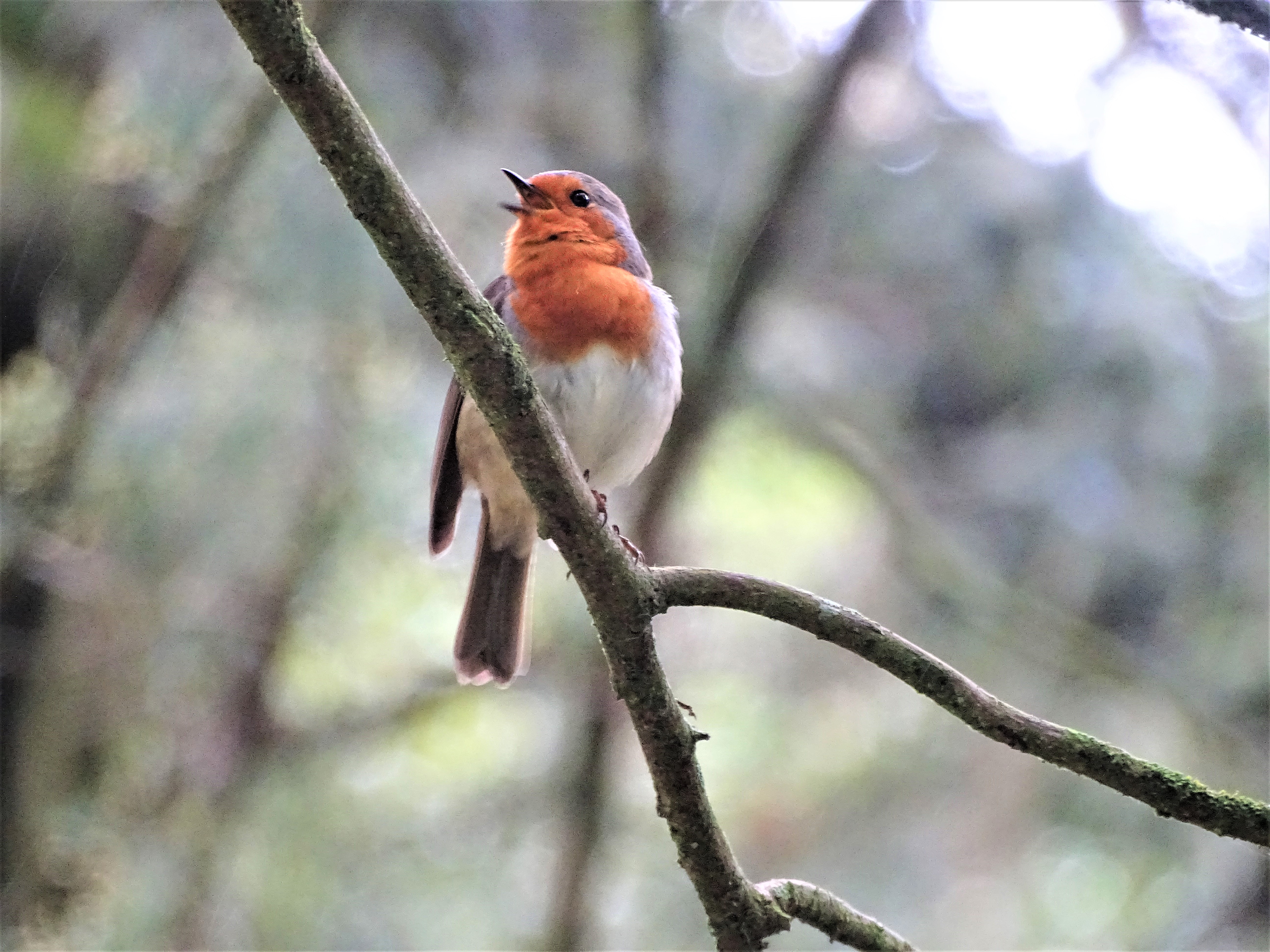 3-Rotkehlchen-Robin-Azoren