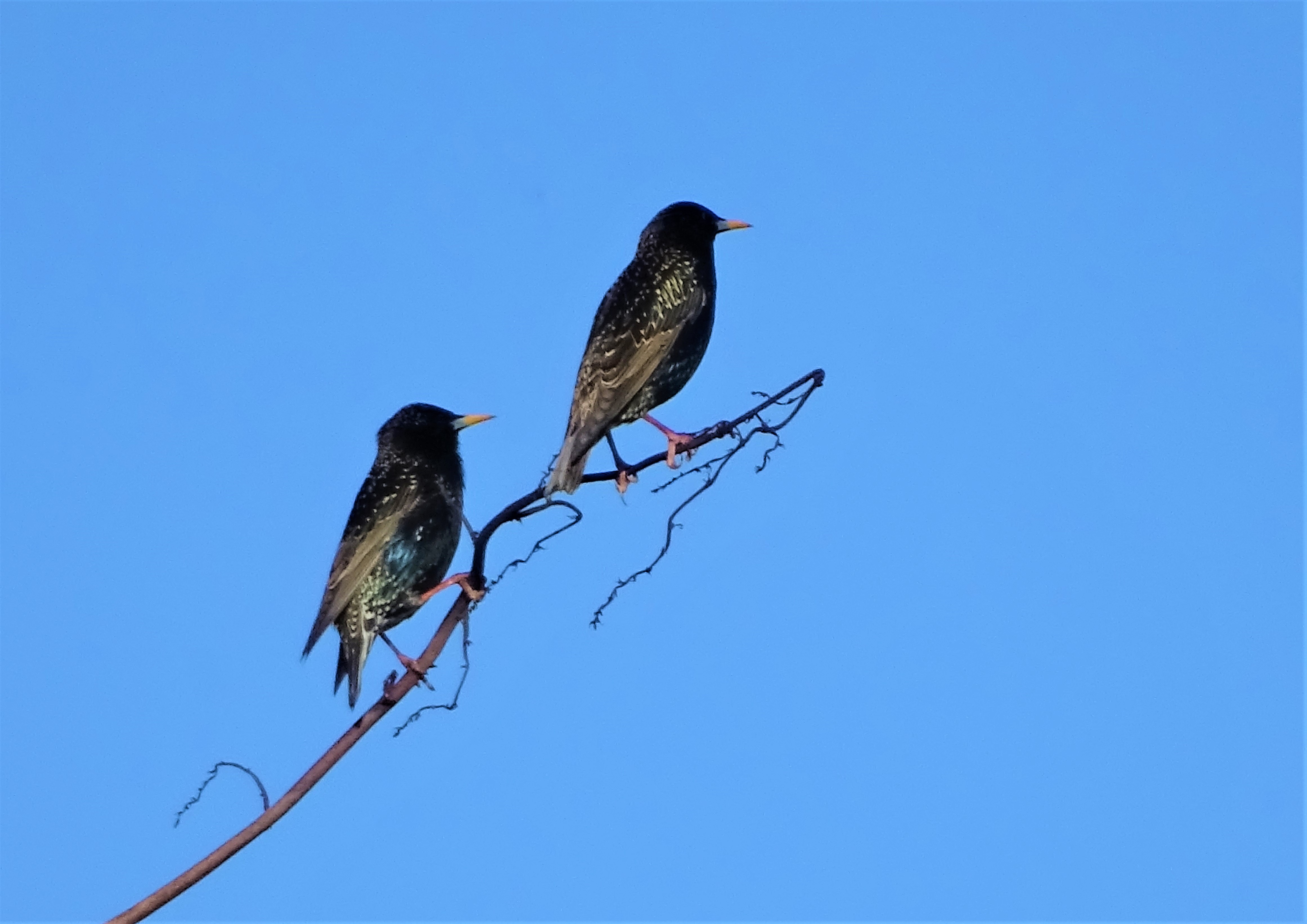 4-Sturnus-vulgaris