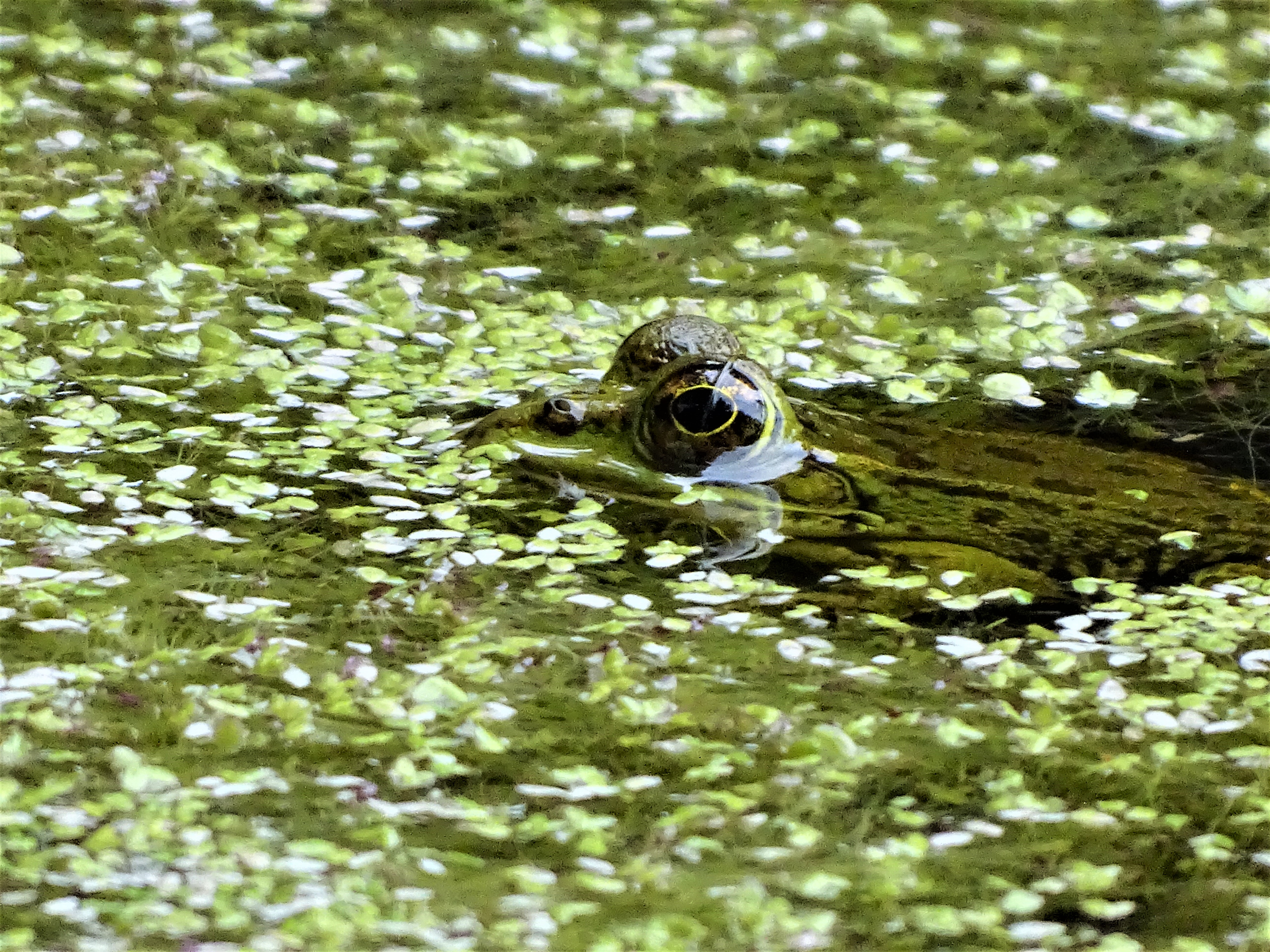 5-Frosch-Jardim-Botanico-do-Canto