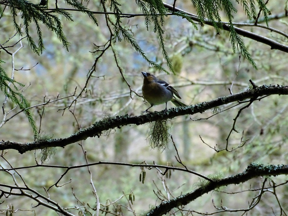 6-Azoren-Buchfink-Foto-Nadia-Baumgart