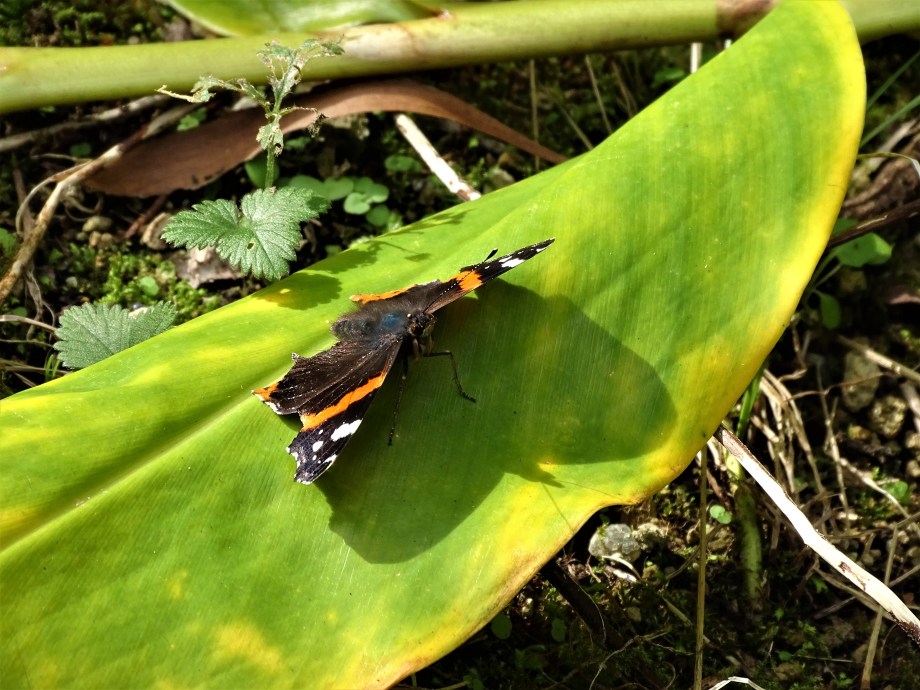 6-Schmetterling-Azoren-Foto-Nadia-Baumgart