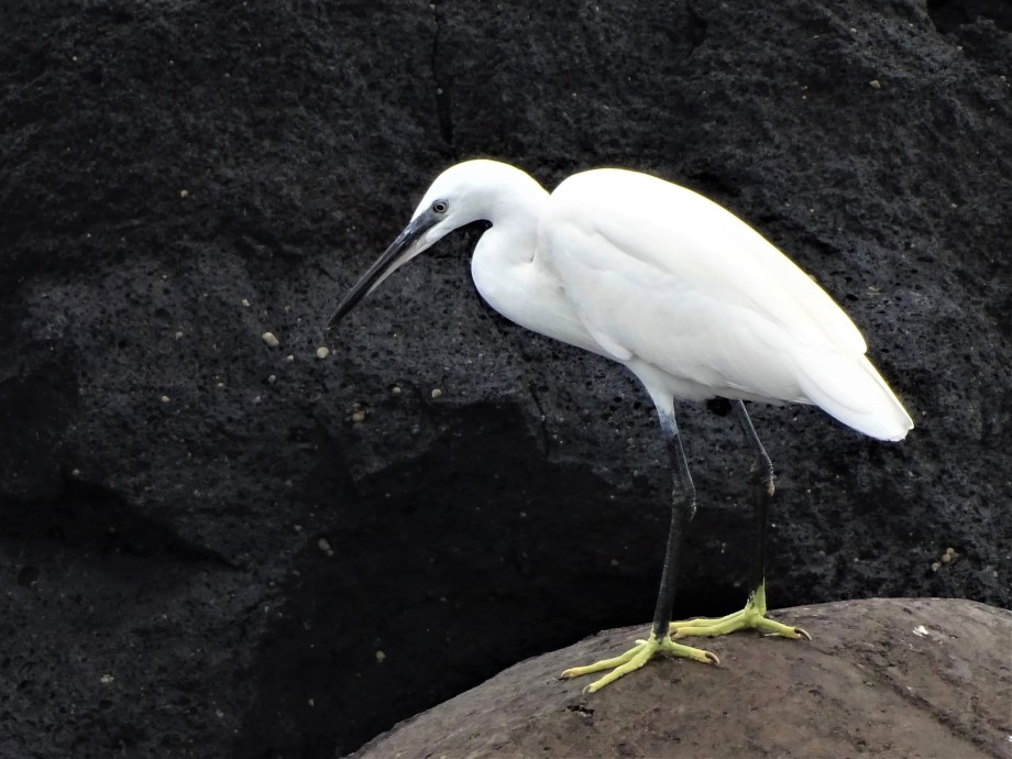 Seidenreiher-Azoren-Foto-Nadia-Baumgart