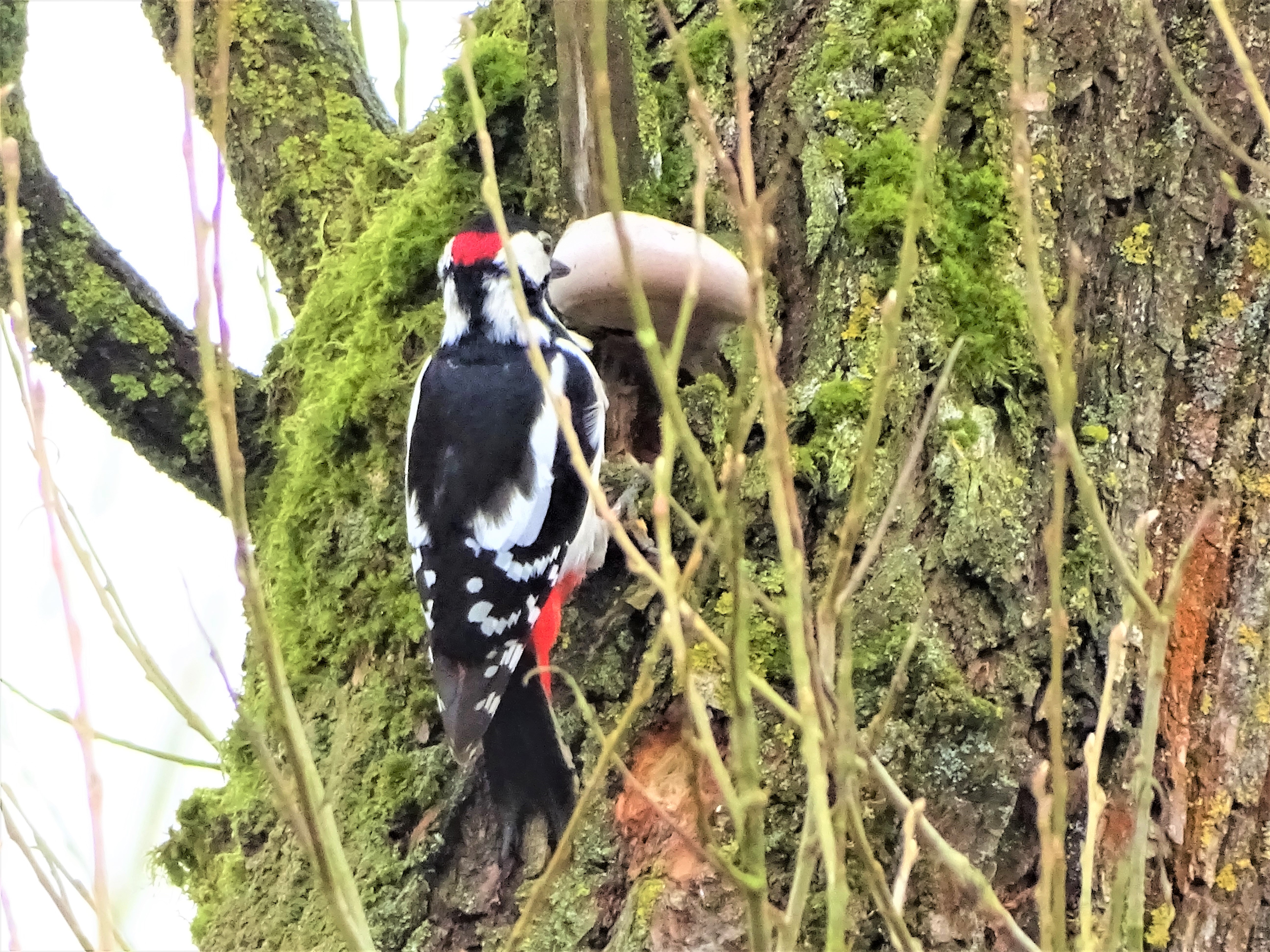 1-Buntspecht-Foto-Nadia-Baumgart