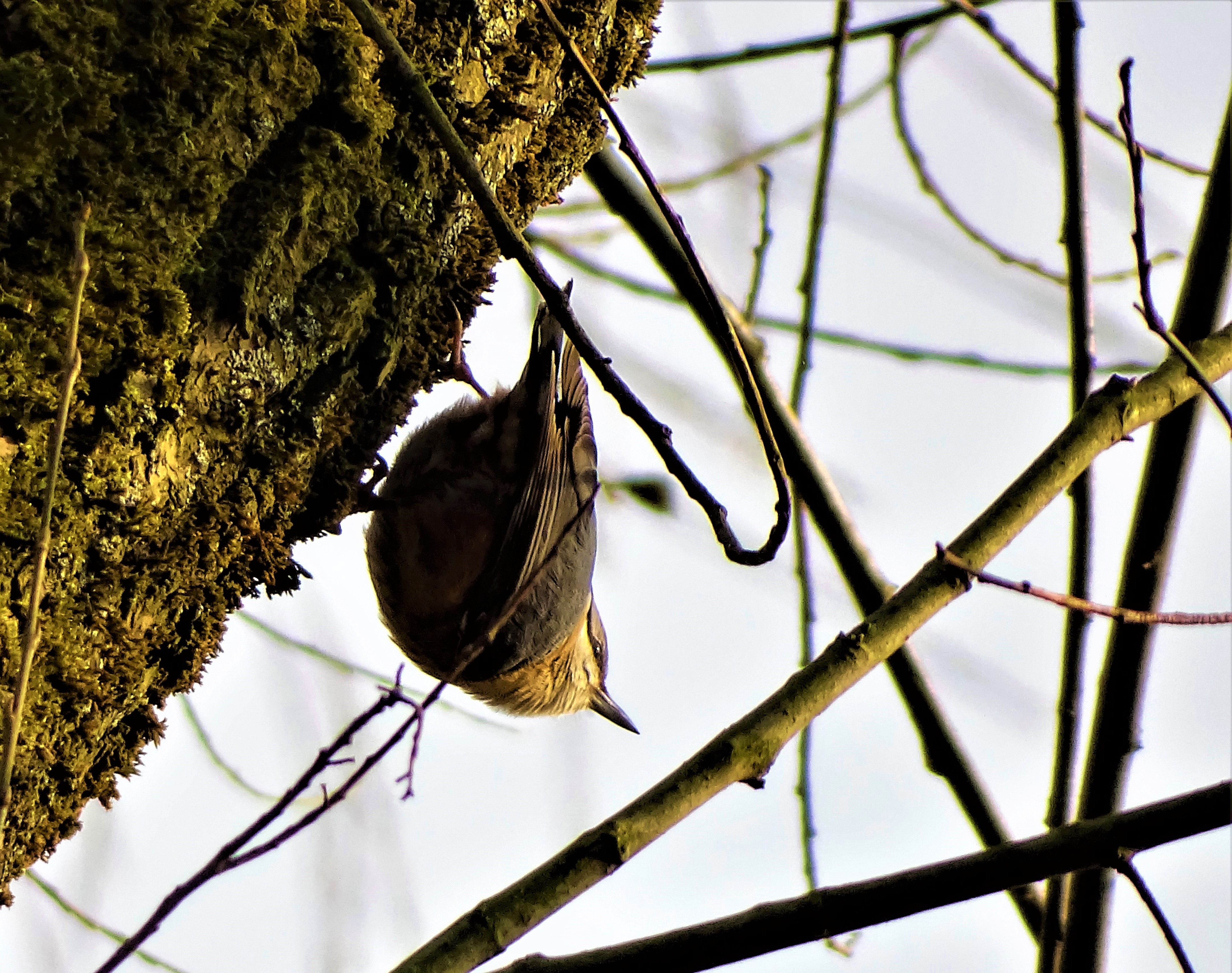 1-Kleiber-Foto-Nadia-Baumgart