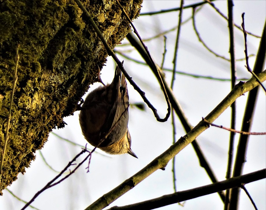 1-Kleiber-Foto-Nadia-Baumgart