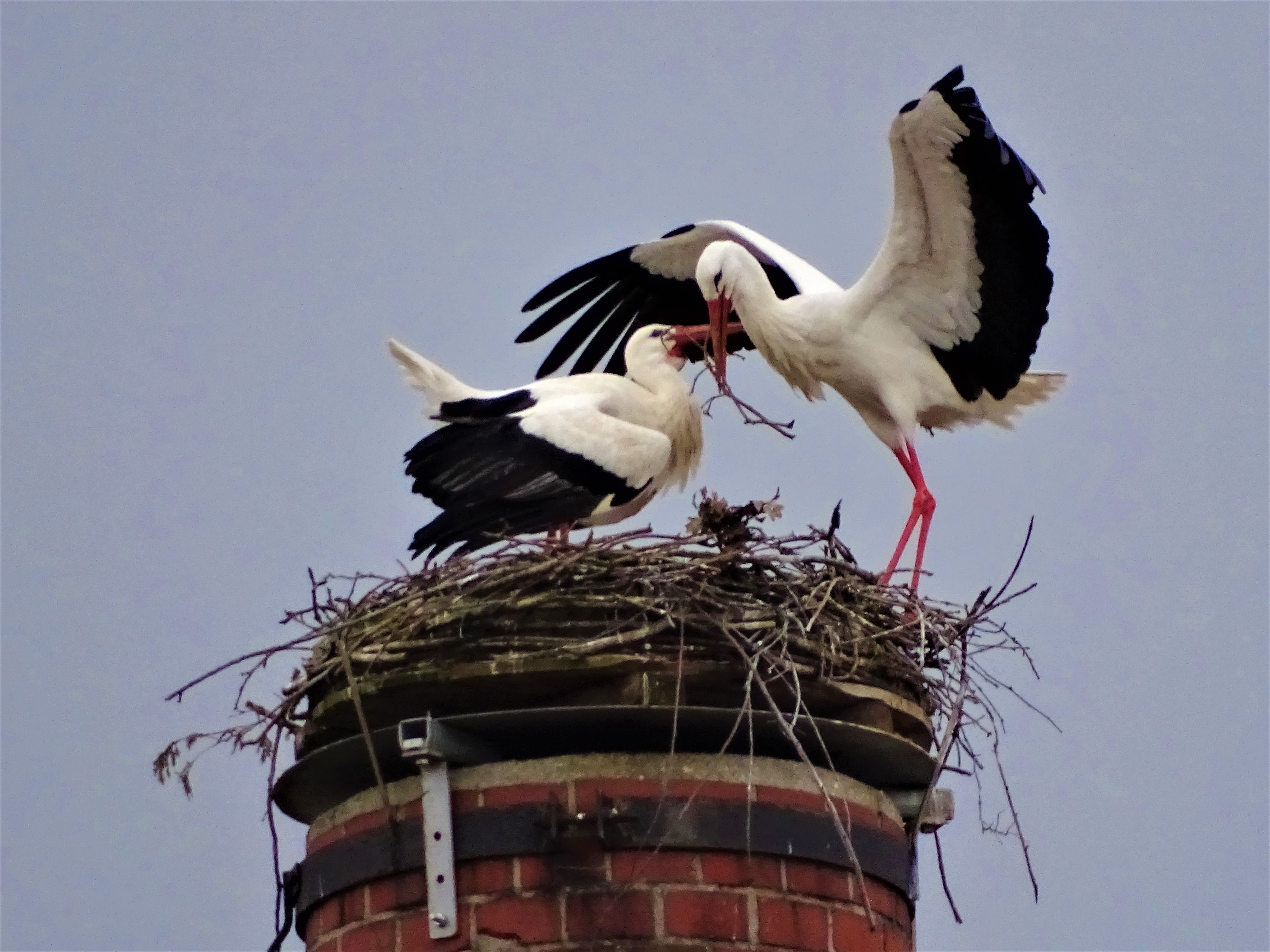 1-Stoerche-Bad-Birnbach-Foto-Nadia-Baumgart