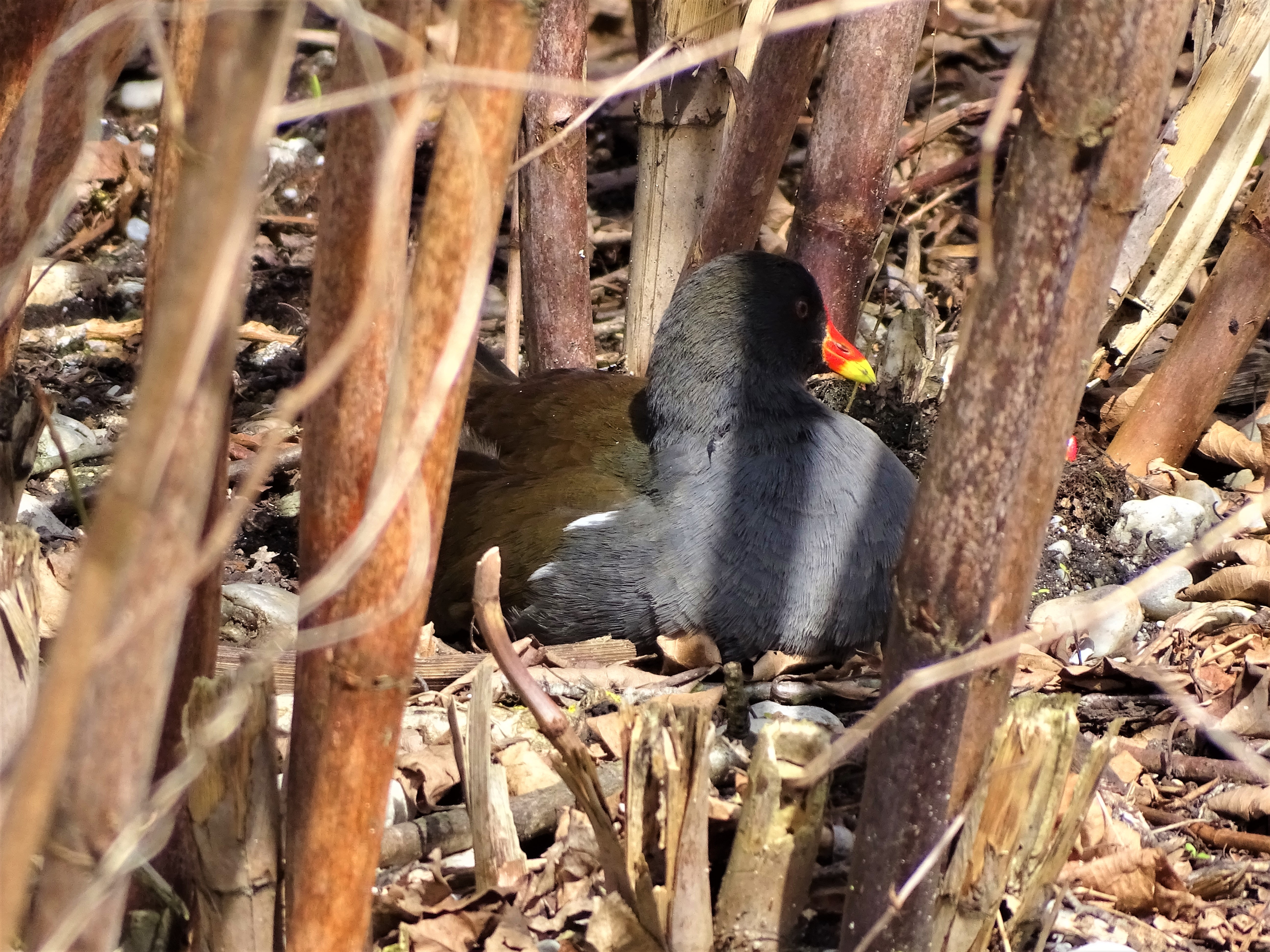 1-Teichhuhn-Bad-Birnbach-Foto-Nadia-Baumgart