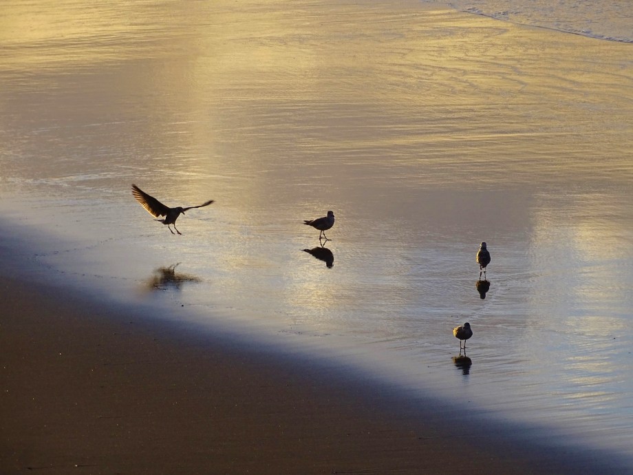 2-Moewen-Azoren-Foto-nadia-baumgart