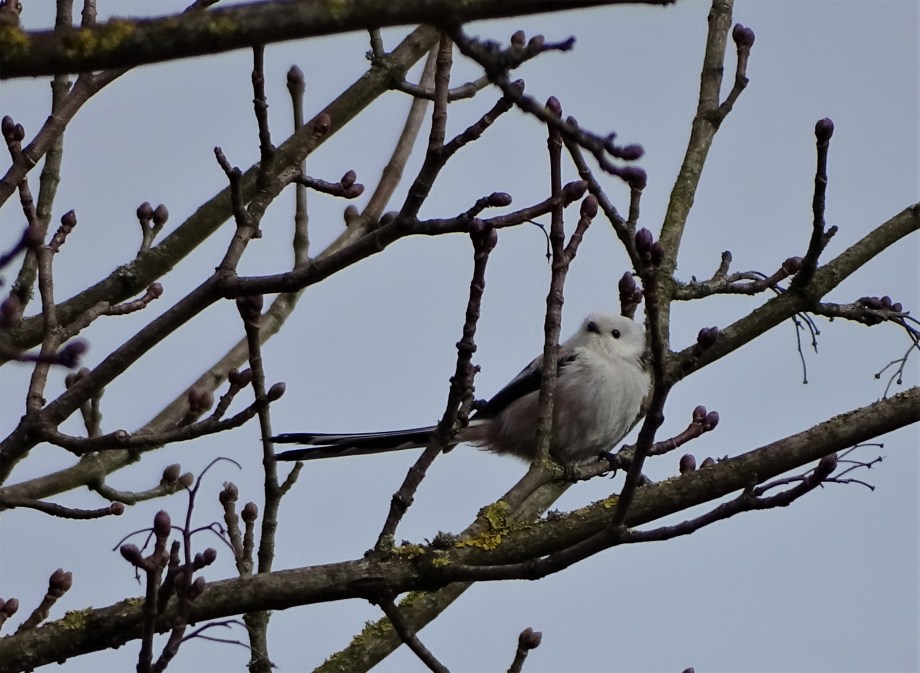 2-Schwanzmeise-Bad-Birnbach-Foto-Nadia-Baumgart
