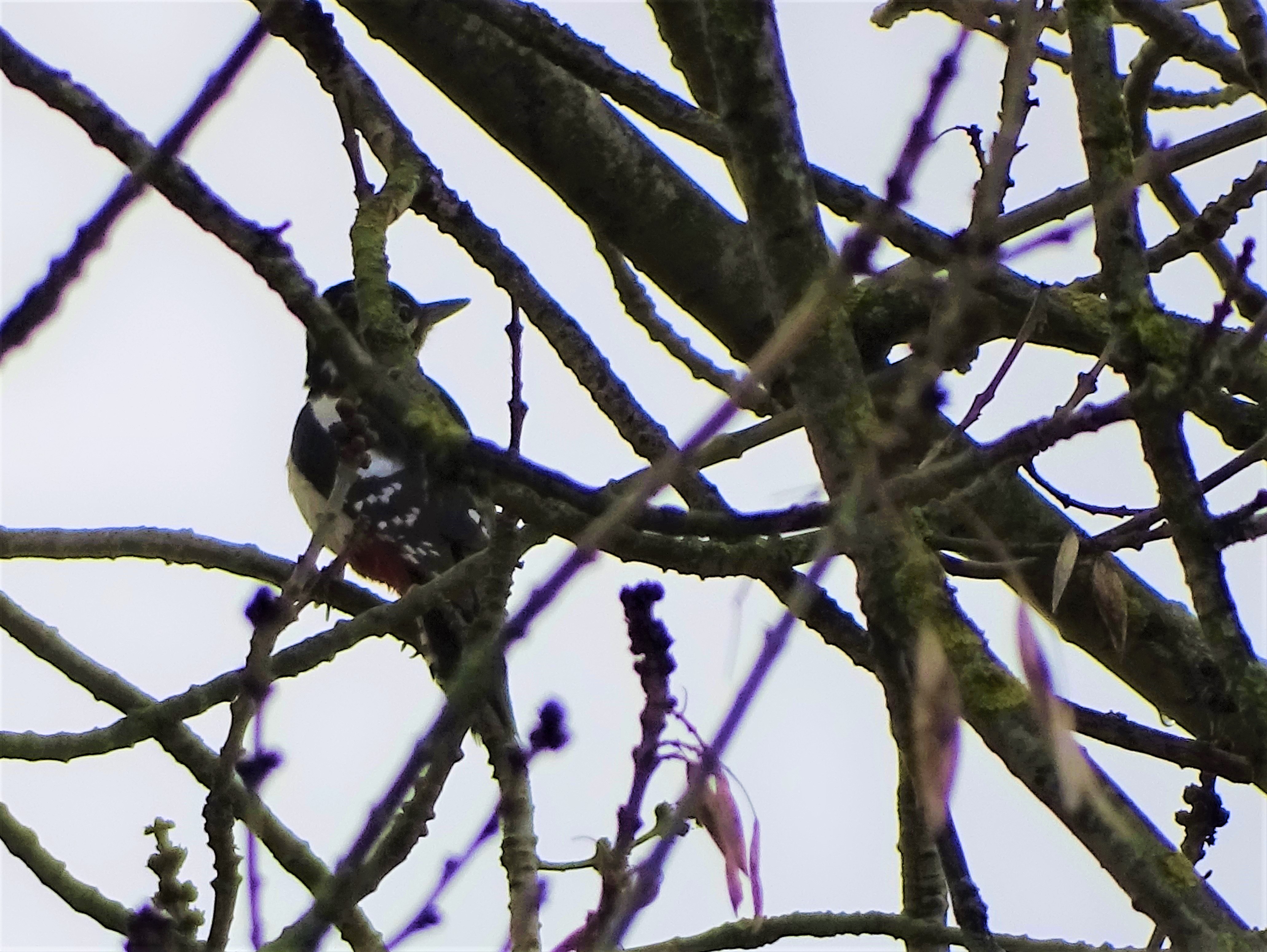 2-Zwergspecht-Foto-Nadia-Baumgart