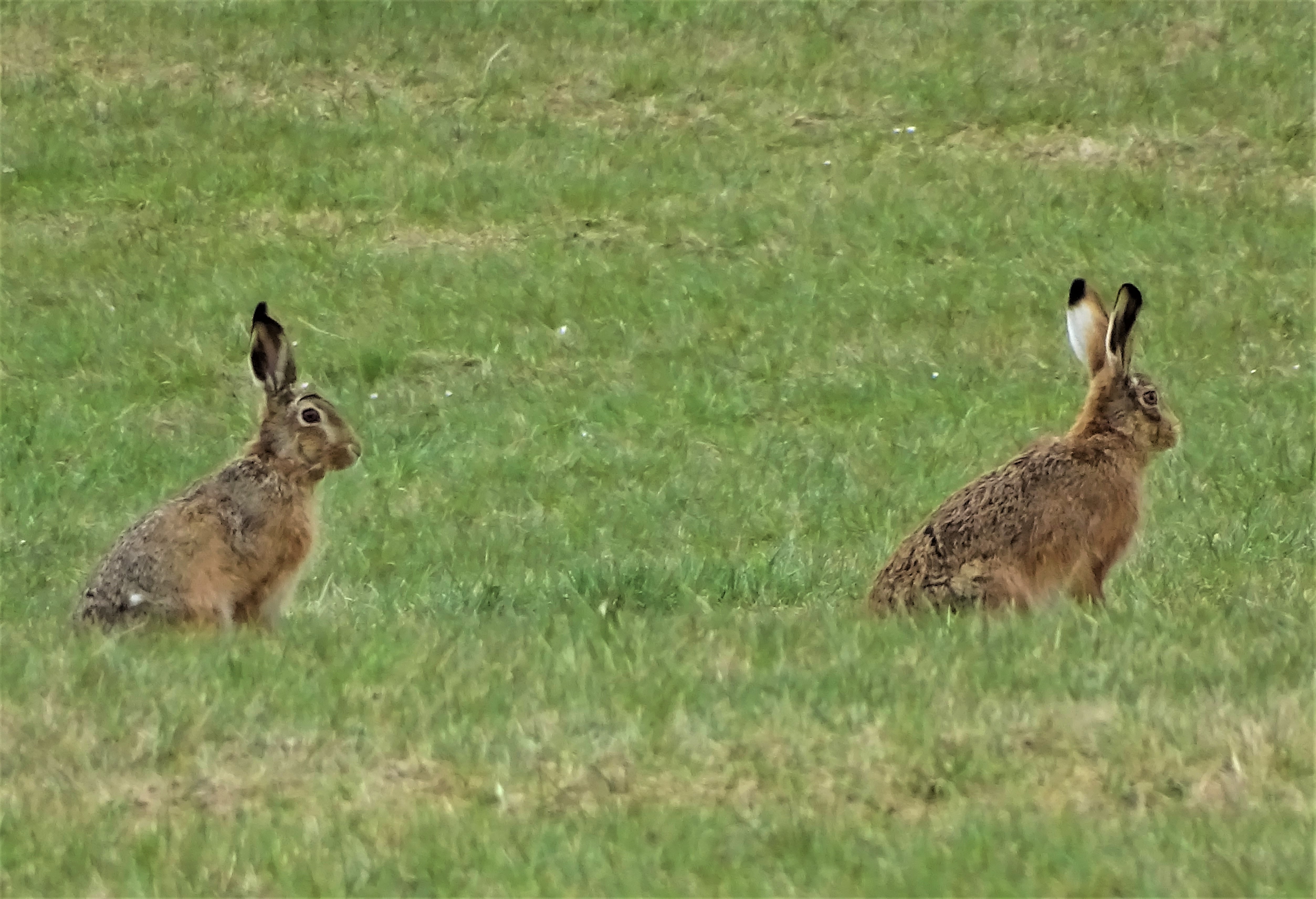 3-Feldhasen-Bad-Birnbach-Foto-Nadia-Baumgart