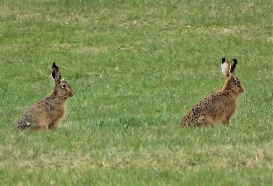 3-Feldhasen-Bad-Birnbach-Foto-Nadia-Baumgart