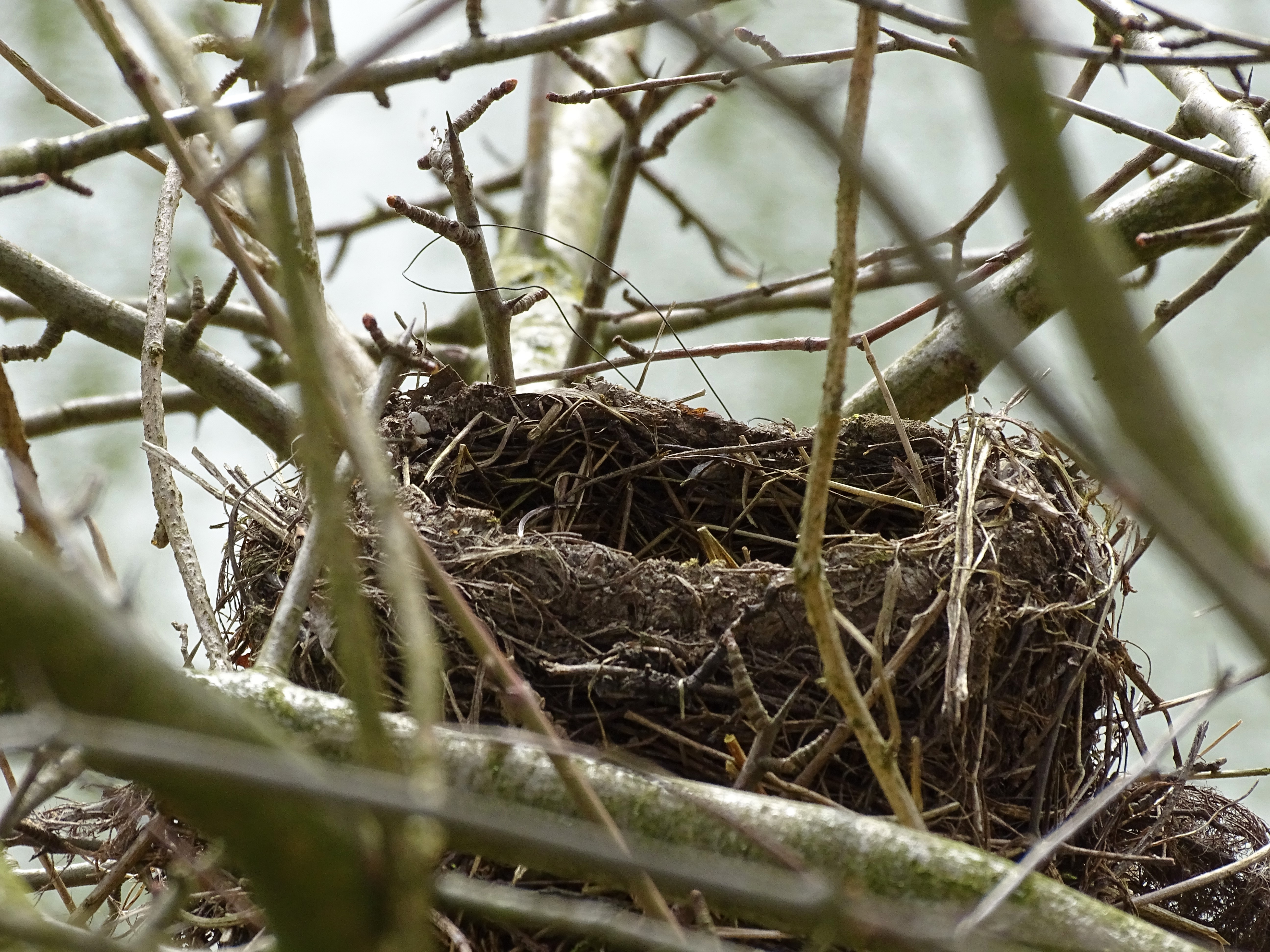 4-Nest-Kurpark-Bad-Birnbach-Foto-Nadia-Baumbach
