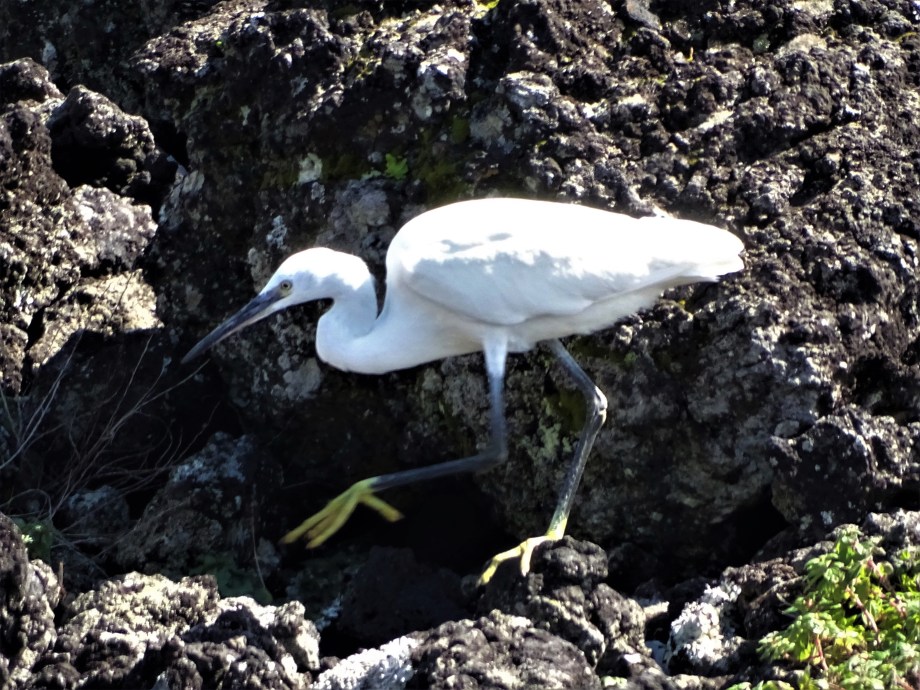 4-Seidenreiher-Foto-Nadia-baumgart