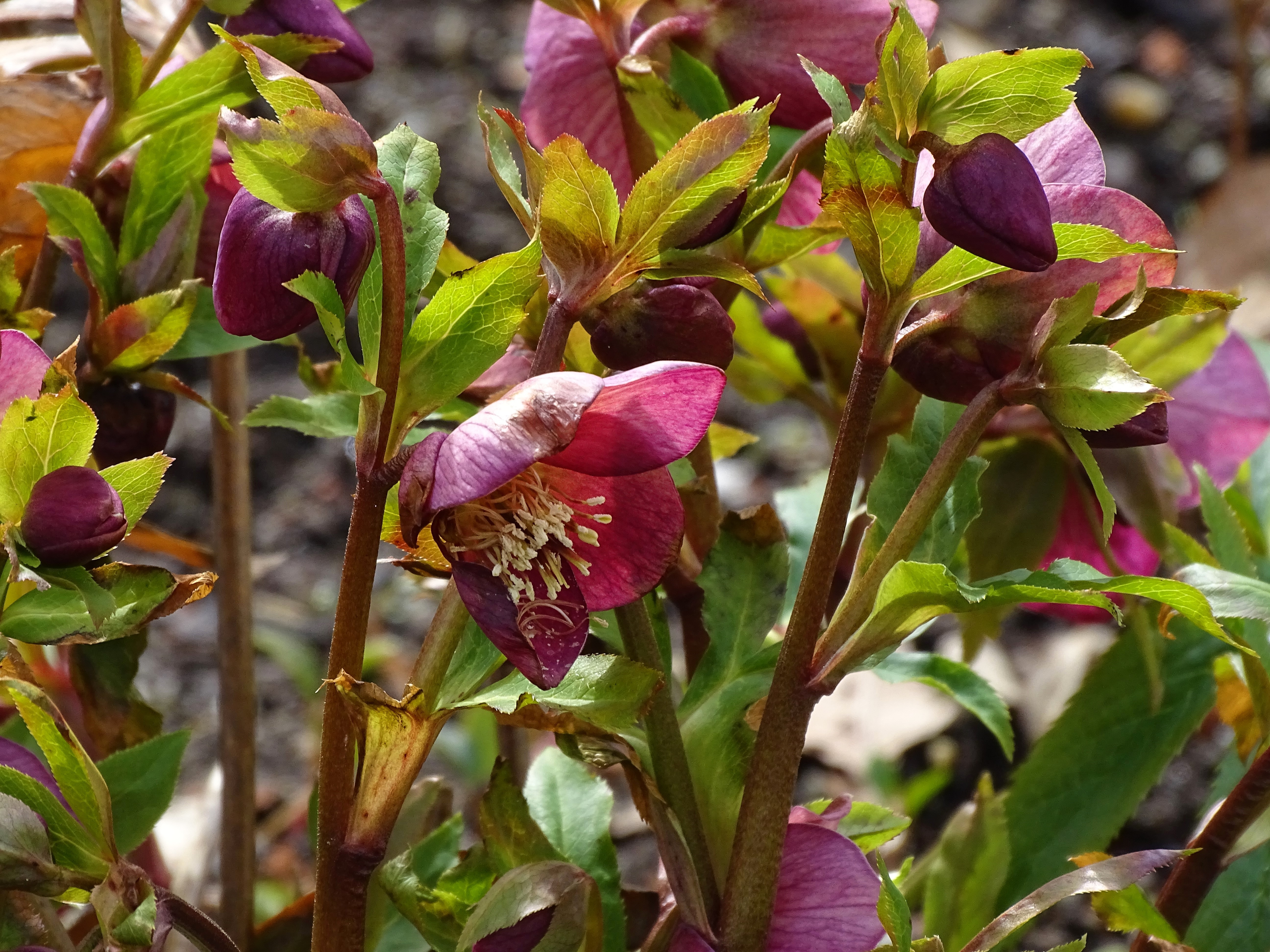 5-Christrose-Bad-Birnbach-Foto-Nadia-Baumgart