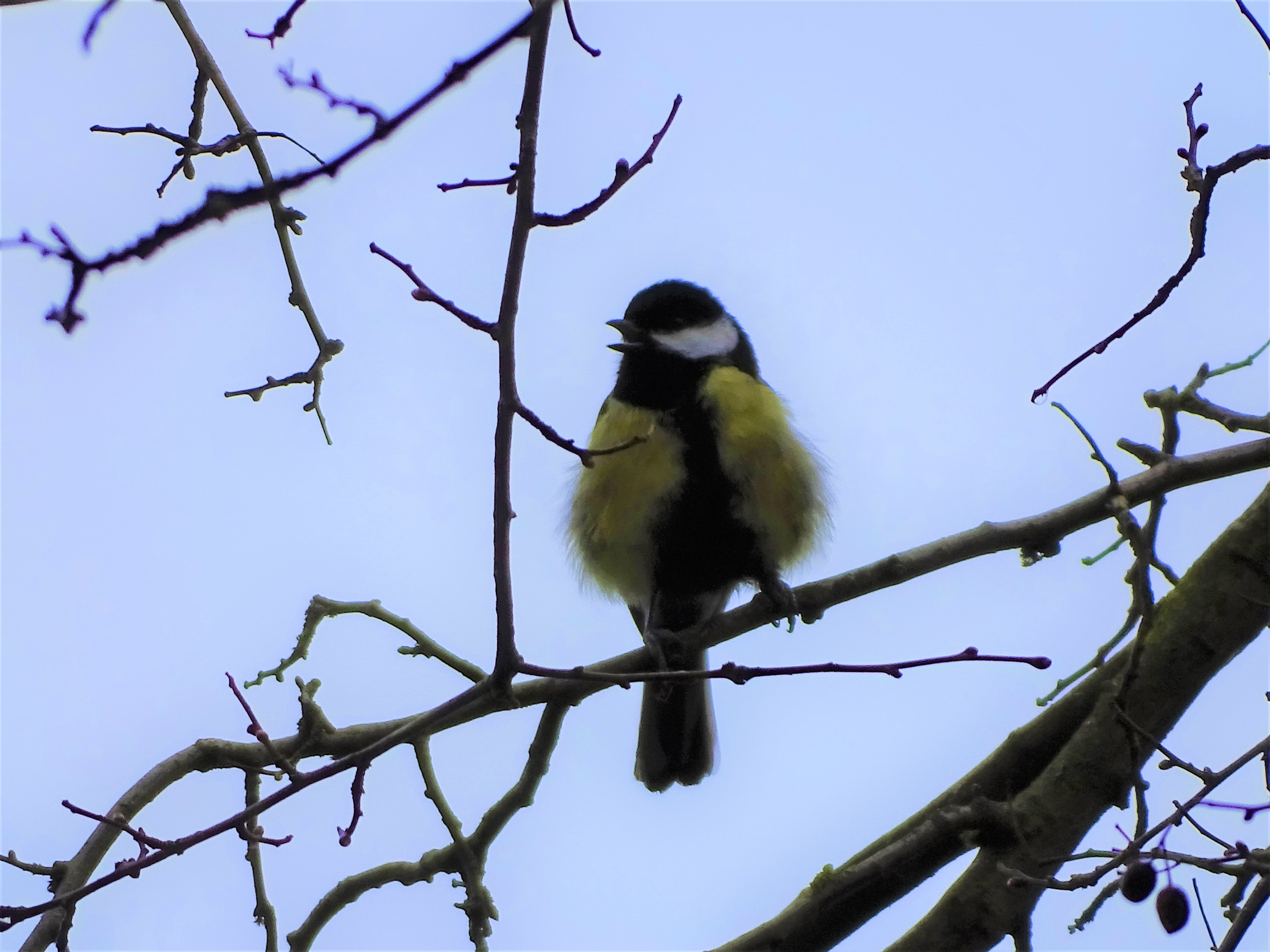 5-Kohlmeise-Rottal-Foto-Nadia-Baumgart