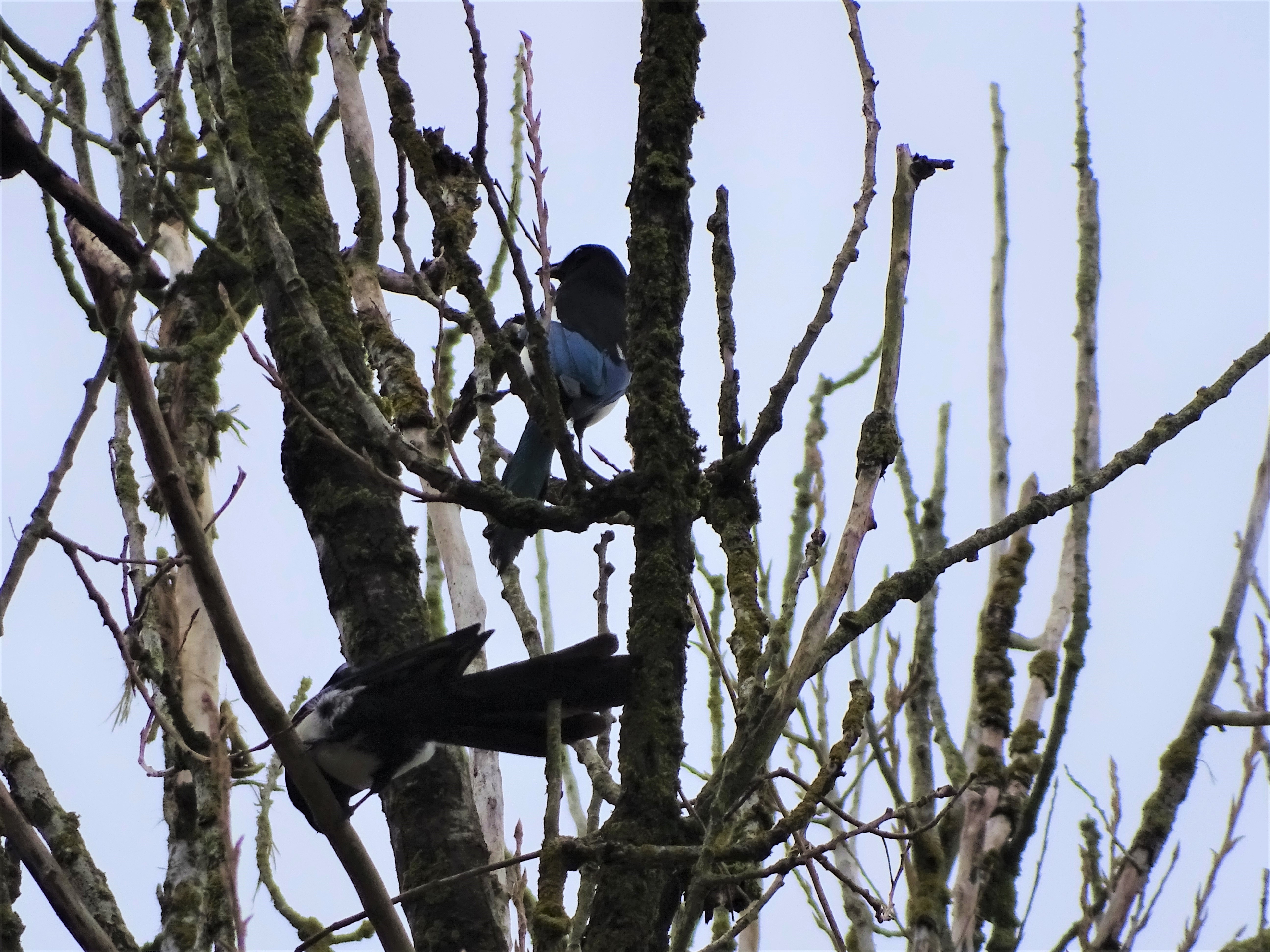 6-Elstern-Foto-Nadia-Baumgart