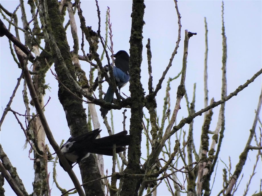 6-Elstern-Foto-Nadia-Baumgart