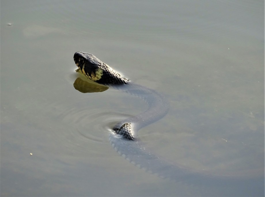 1-Ringelnatter-Kurpark-Bad-Birnbach-Foto-Nadia-Baumgart