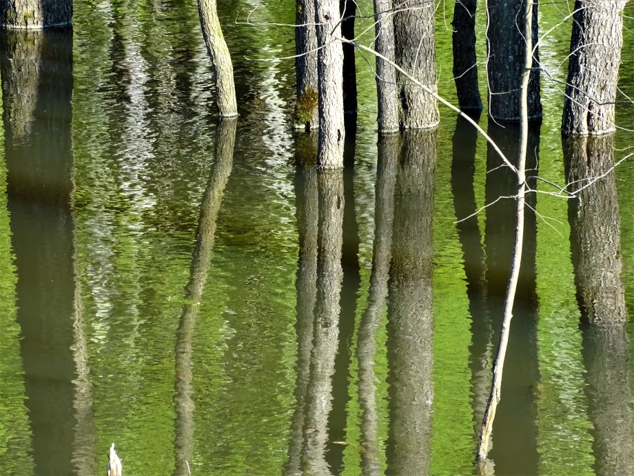 1-Spiegelungen-Bayerischer Wald