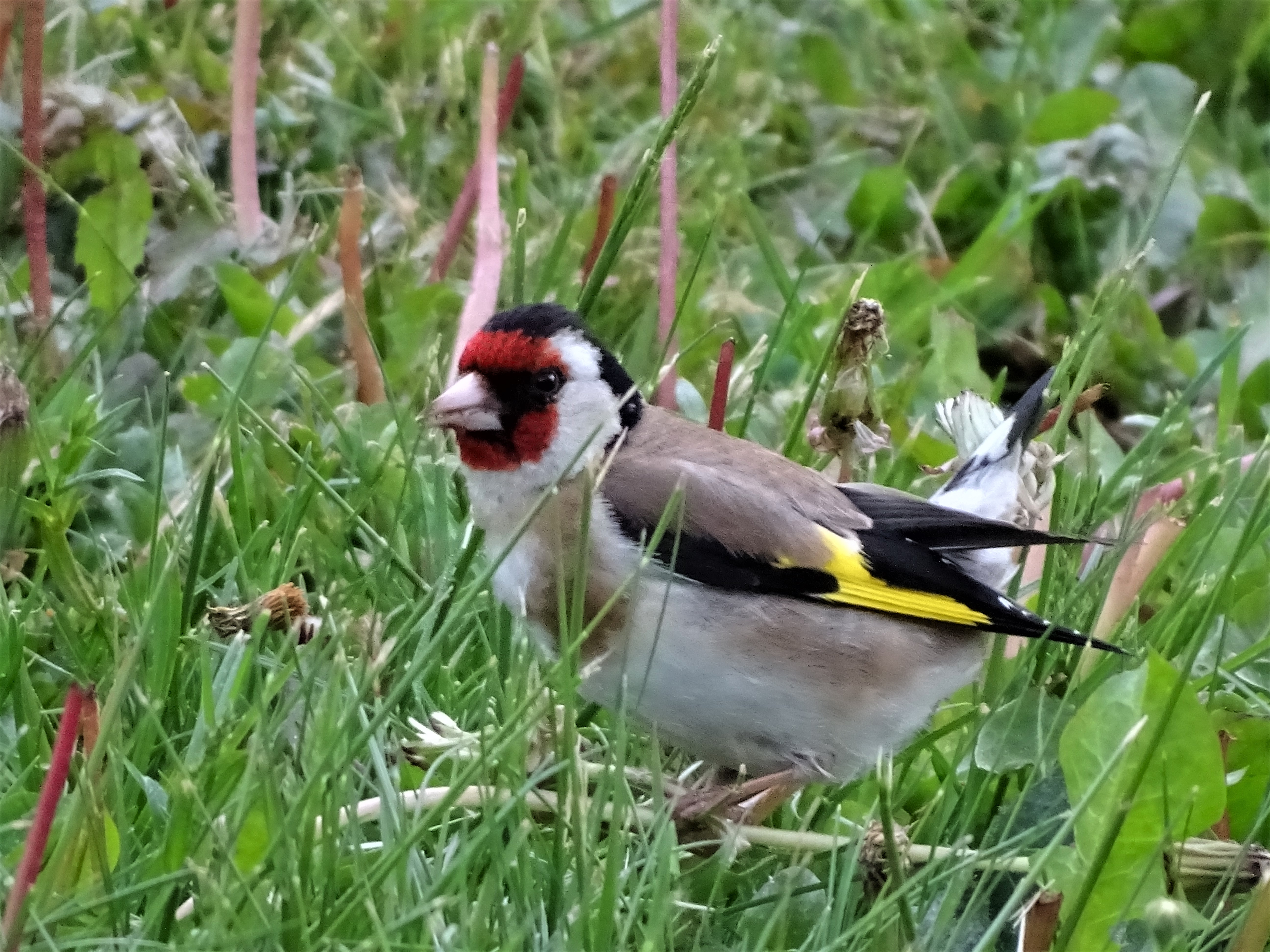 1-Stieglitz-Bad Birnbach-Nadia Baumgart