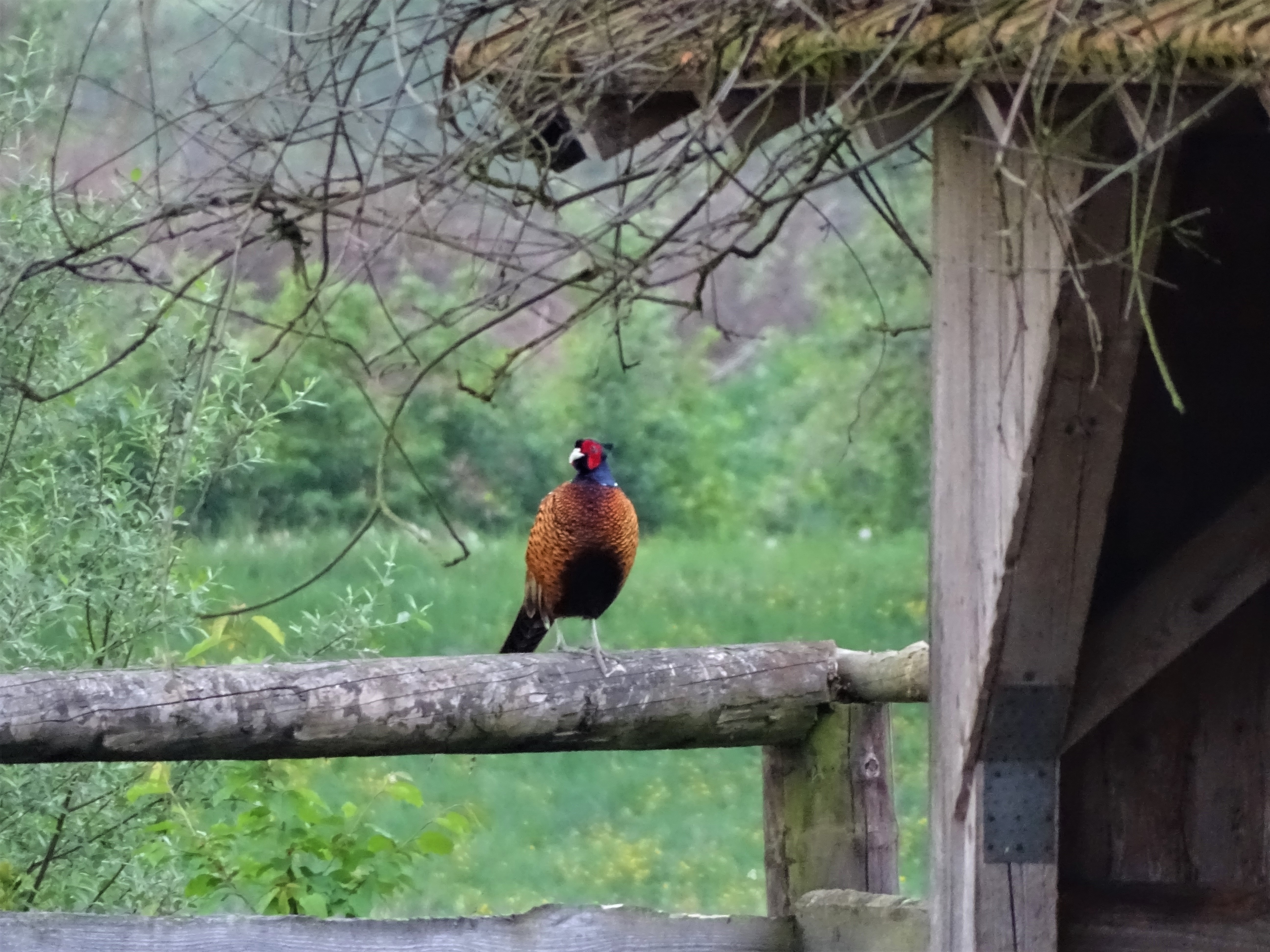 2-Fasan-Bad-Birnbach-Nadia-Baumgart