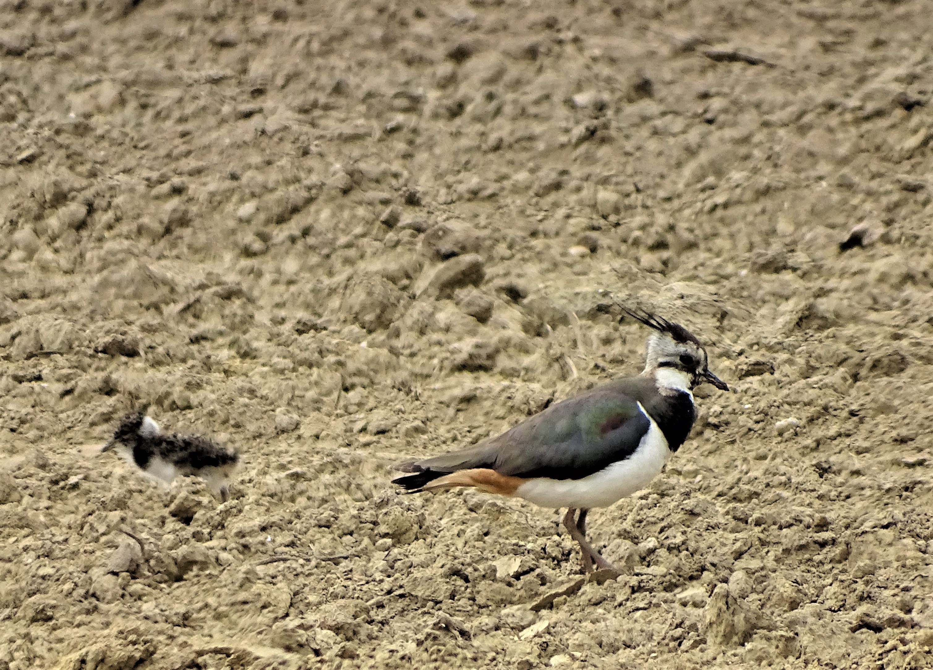 2-Kiebitz-Brut-Bad Birnbach-Nadia-Baumgart