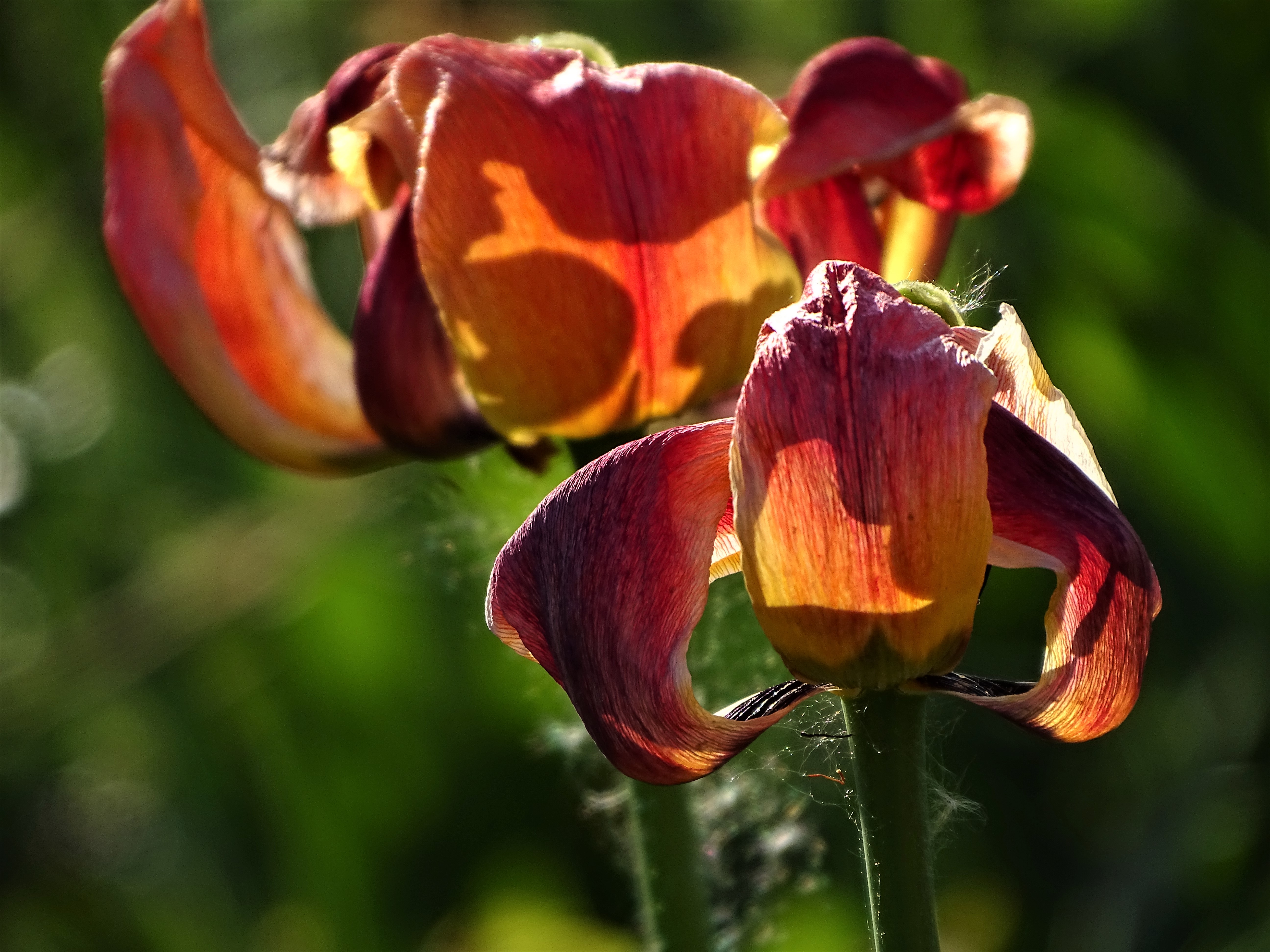 2-Tulpen-Foto-Nadia-Baumgart
