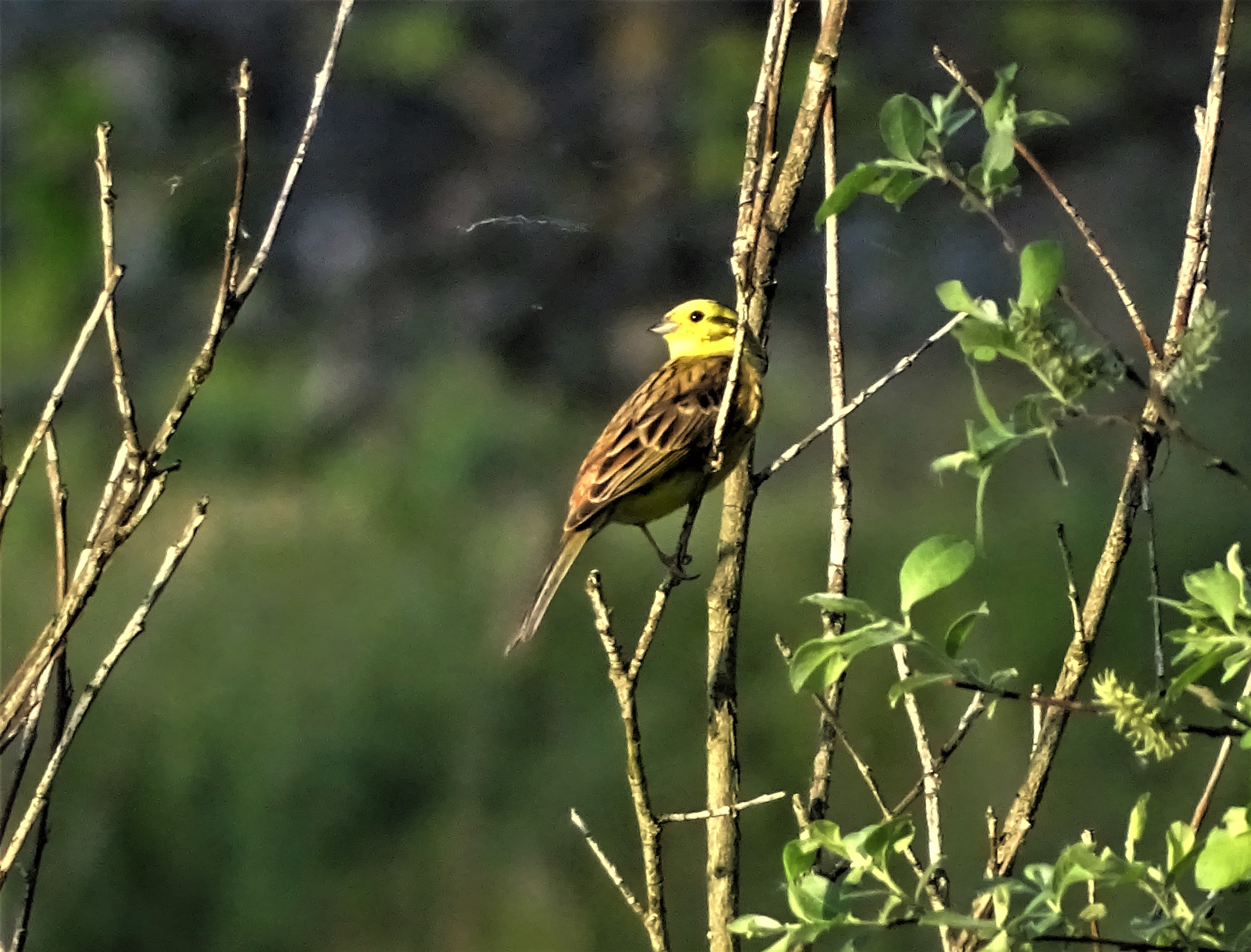 3-Goldammer-Bad-Birnbach-Foto-Nadia-Baumgart