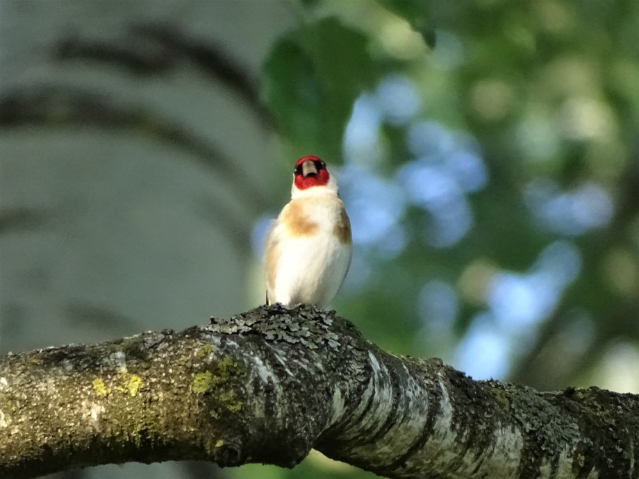 4-Stieglitz-Bad-Birnbach-Foto-Nadia-Baumgart