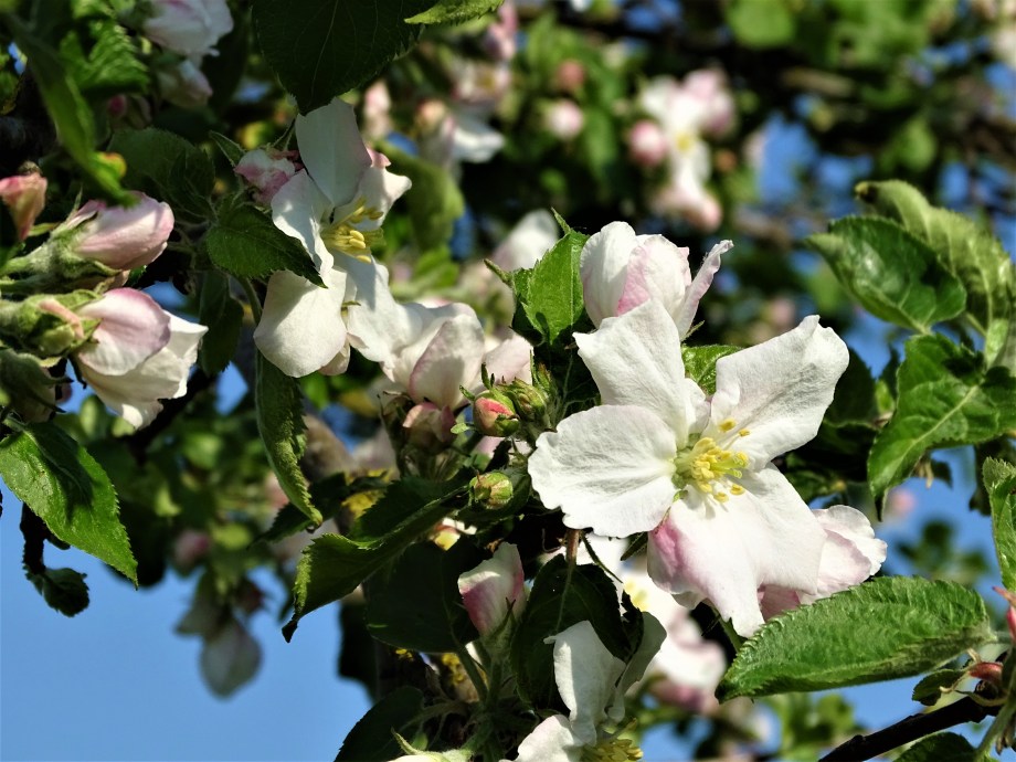 Apfelblüte-Kurpark-bad-Birnbach-Foto-Nadia-Baumgart