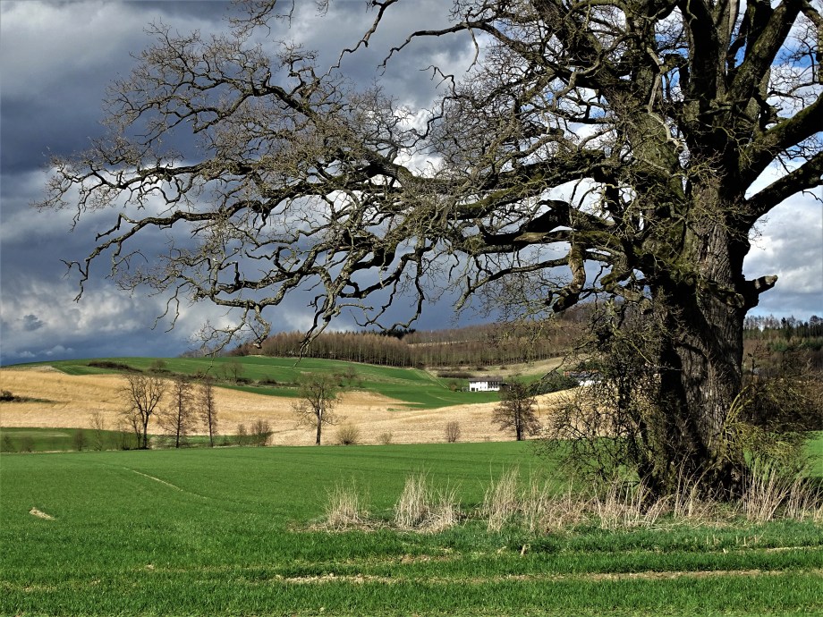 Eiche-Egglham-Rottal-Niederbayern-Foto-Nadia-Baumgart