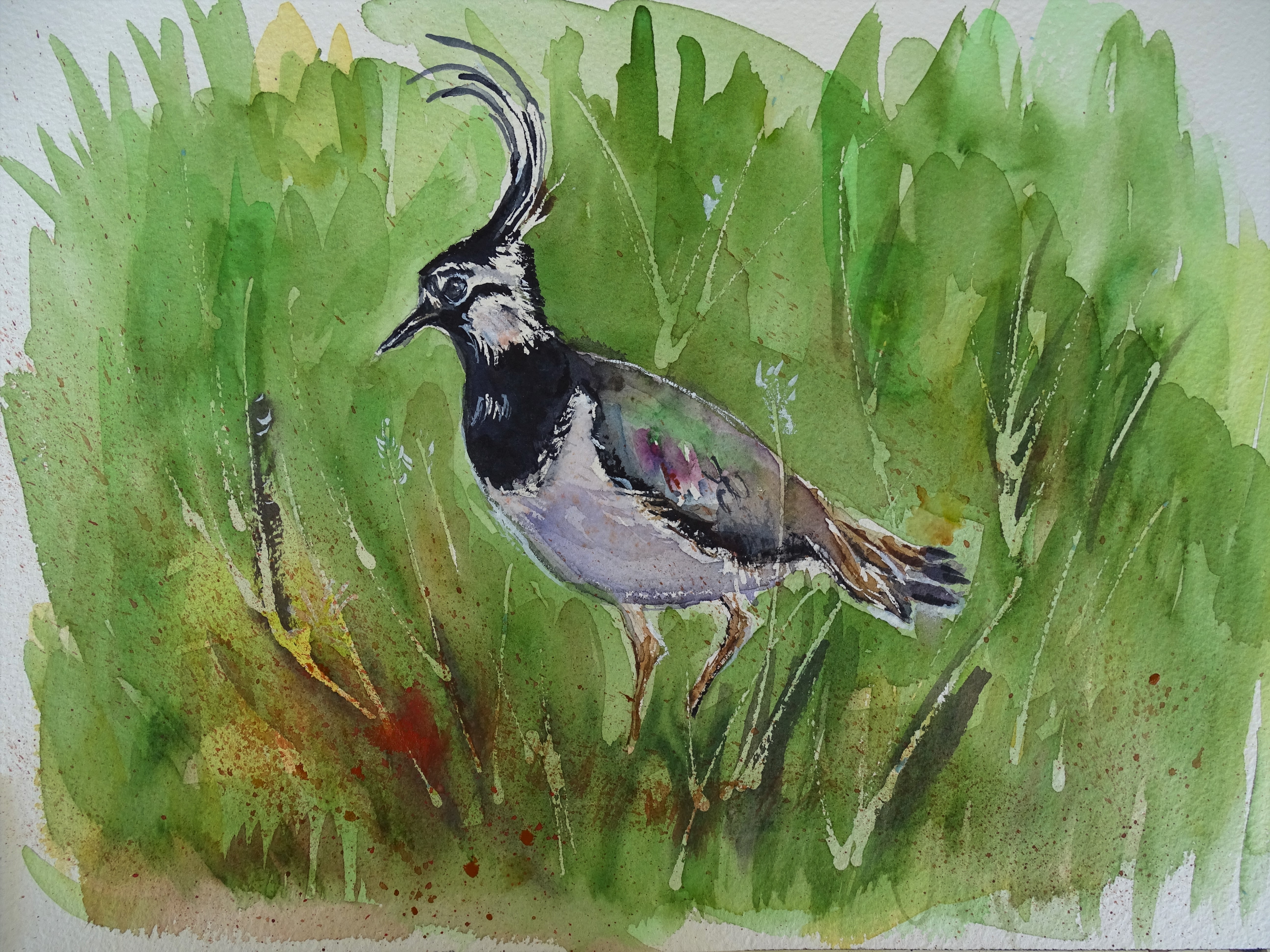 Kiebitz-Aquarelle-Nadia-Baumgart