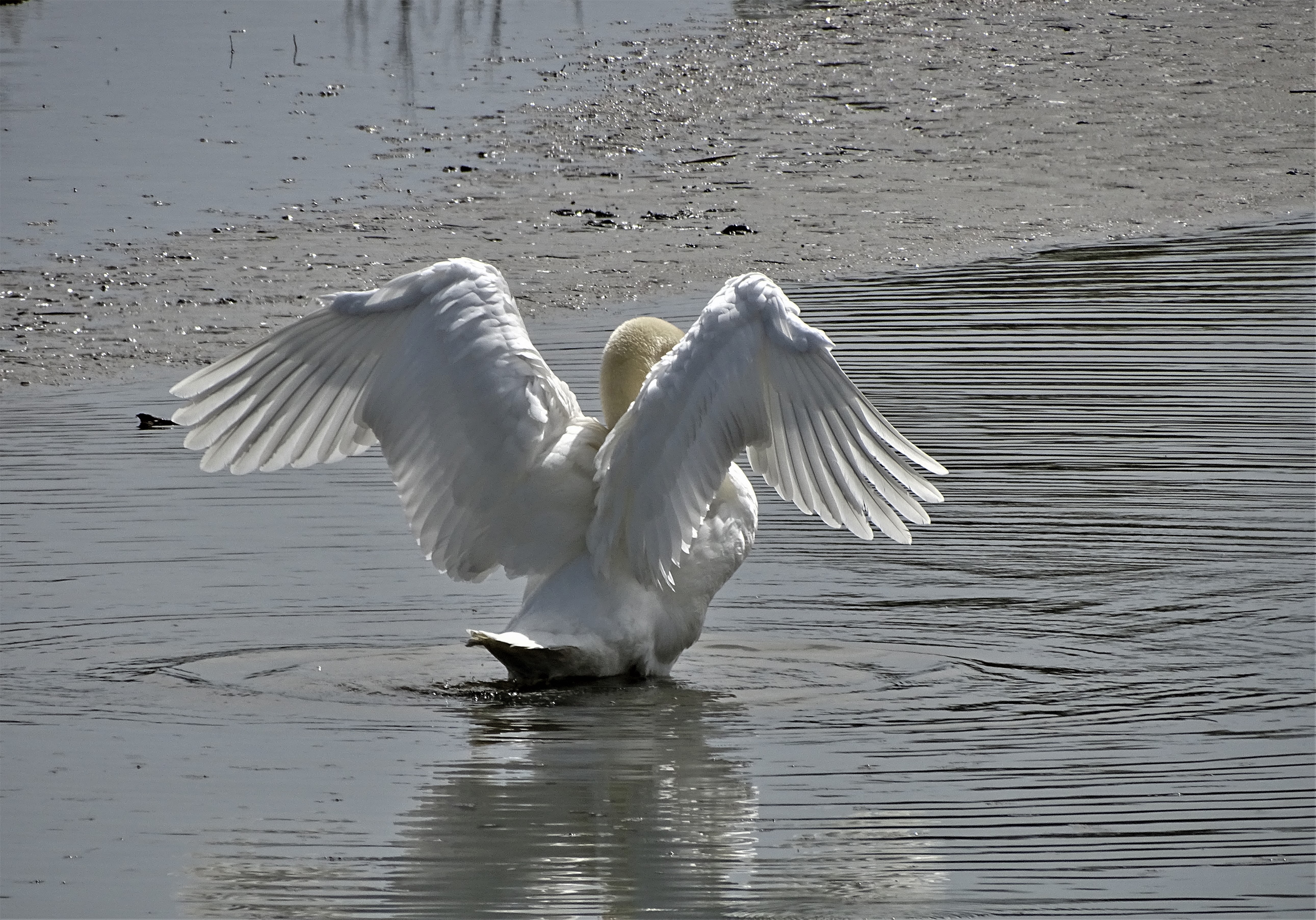 Schwan-Cygne-Foto-Nadia-baumgart