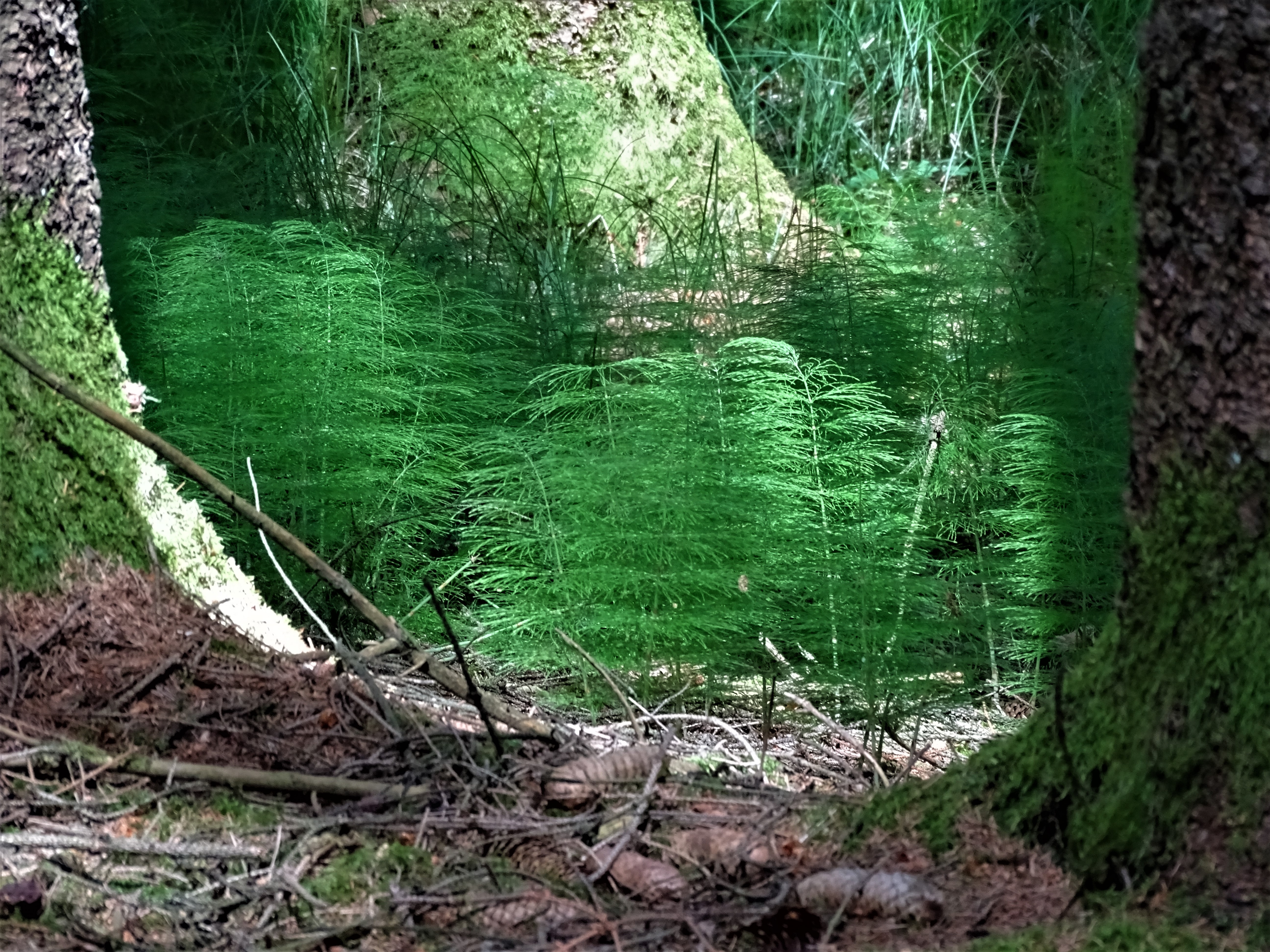 3-Waldfarn-Reslberg-Nadia-Baumgart