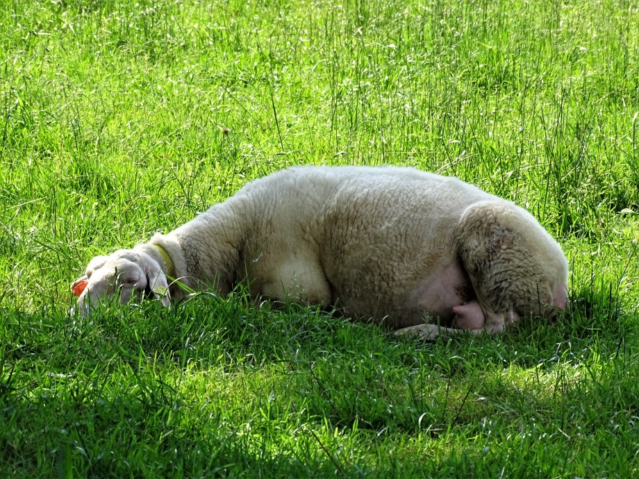 hofkaeserei_ostfriesisches-schaf